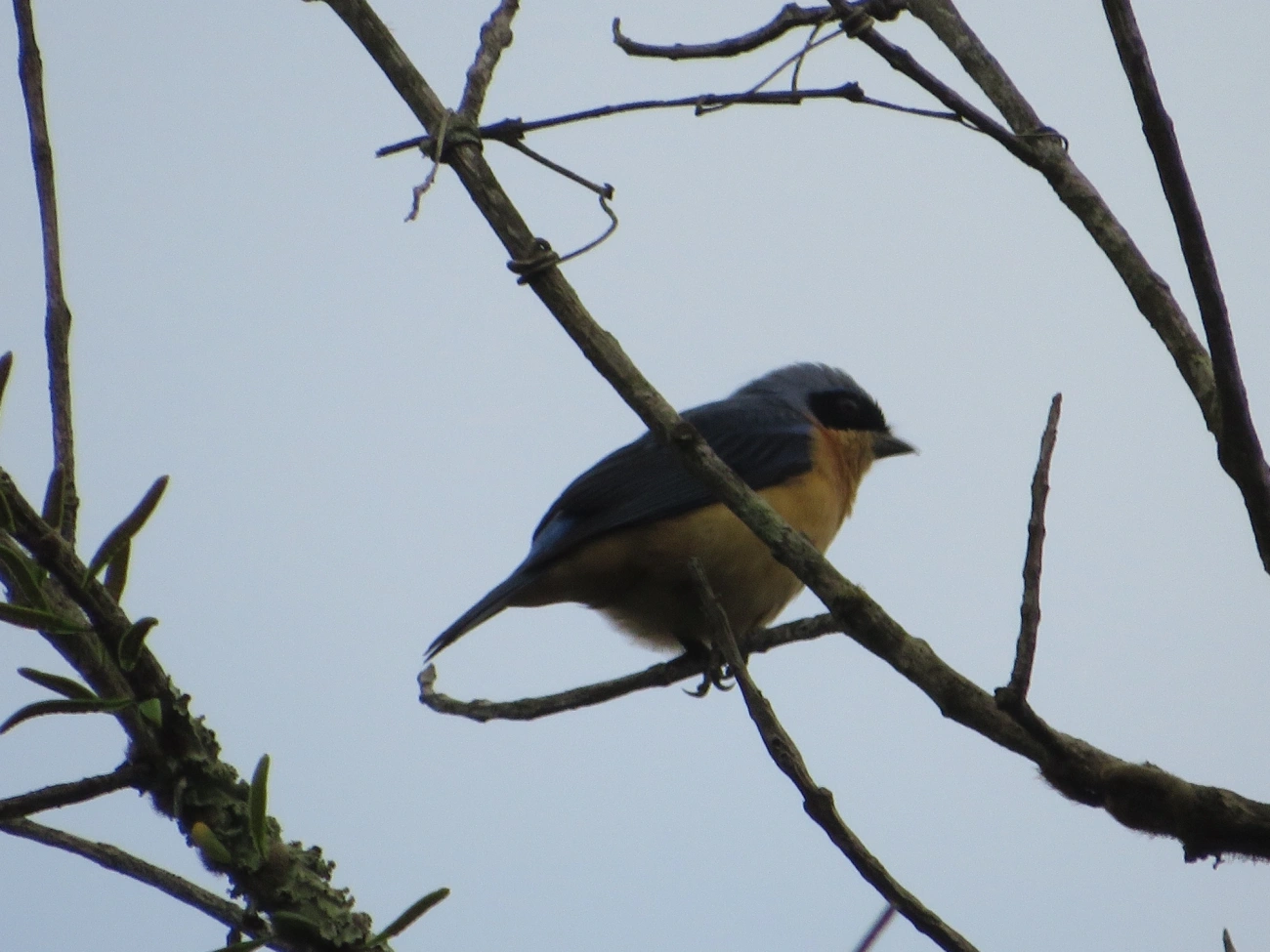 Saíra-Viúva (Pipraeidea melanonota), aves, fotografado em Maresias, São Sebastião