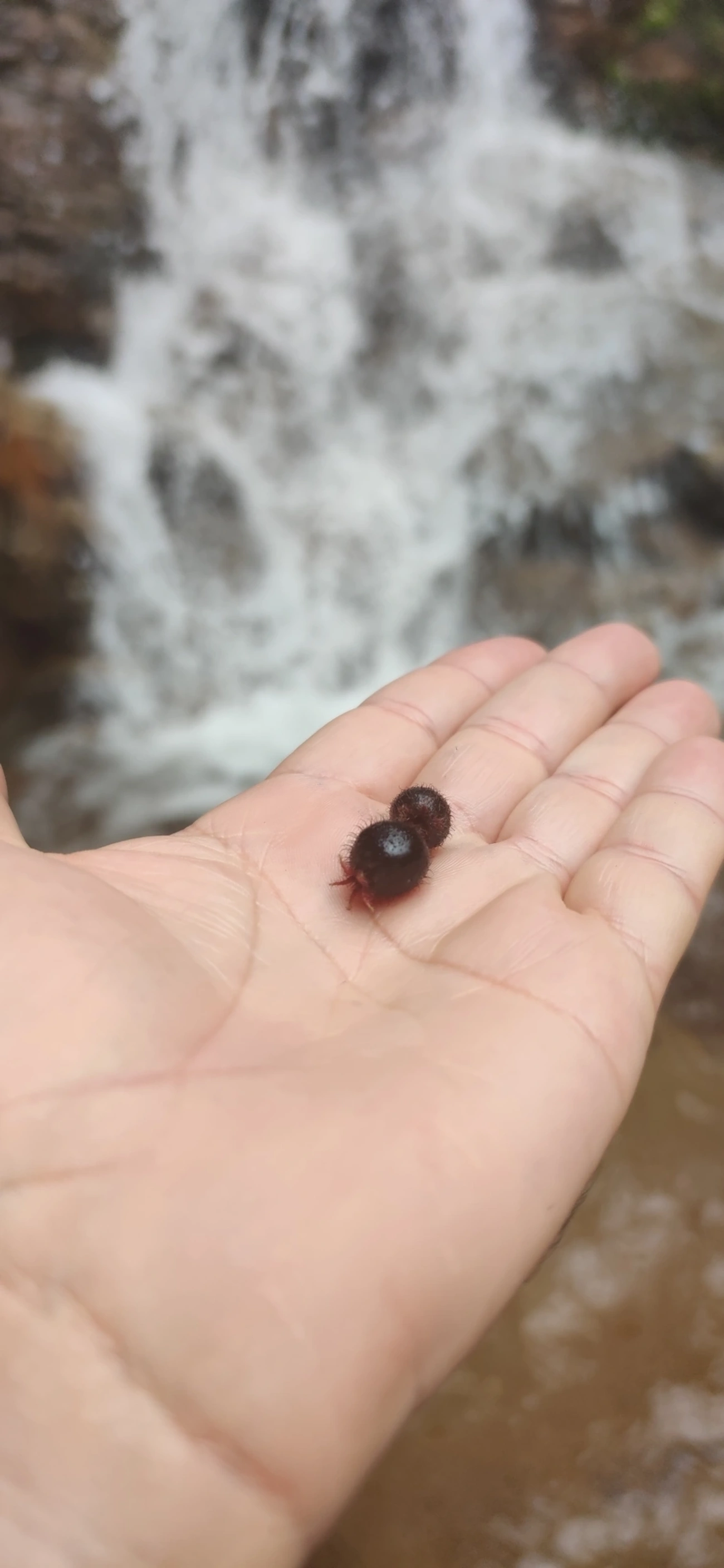 Pixirica (Miconia crenata), plantas, fotografado em Maresias, São Sebastião