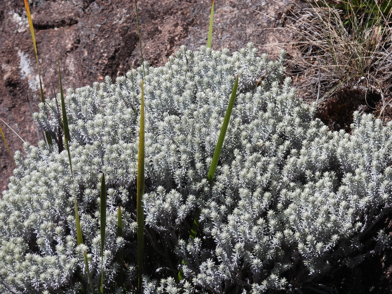 Asteráceas (Asteraceae), plantas, fotografado em Engenheiro Passos