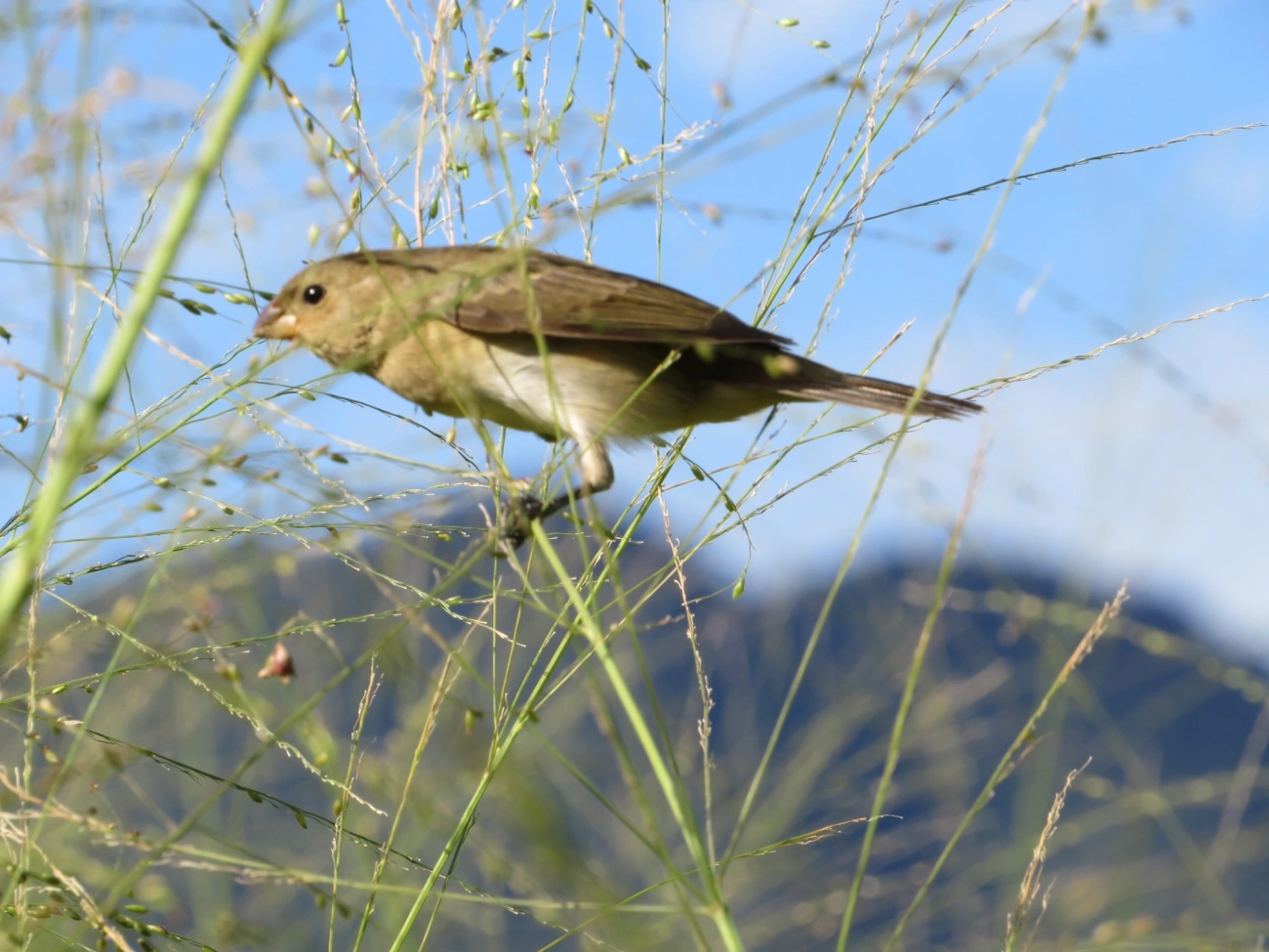 Coleirinho (Sporophila caerulescens), aves, fotografado em Maresias, São Sebastião