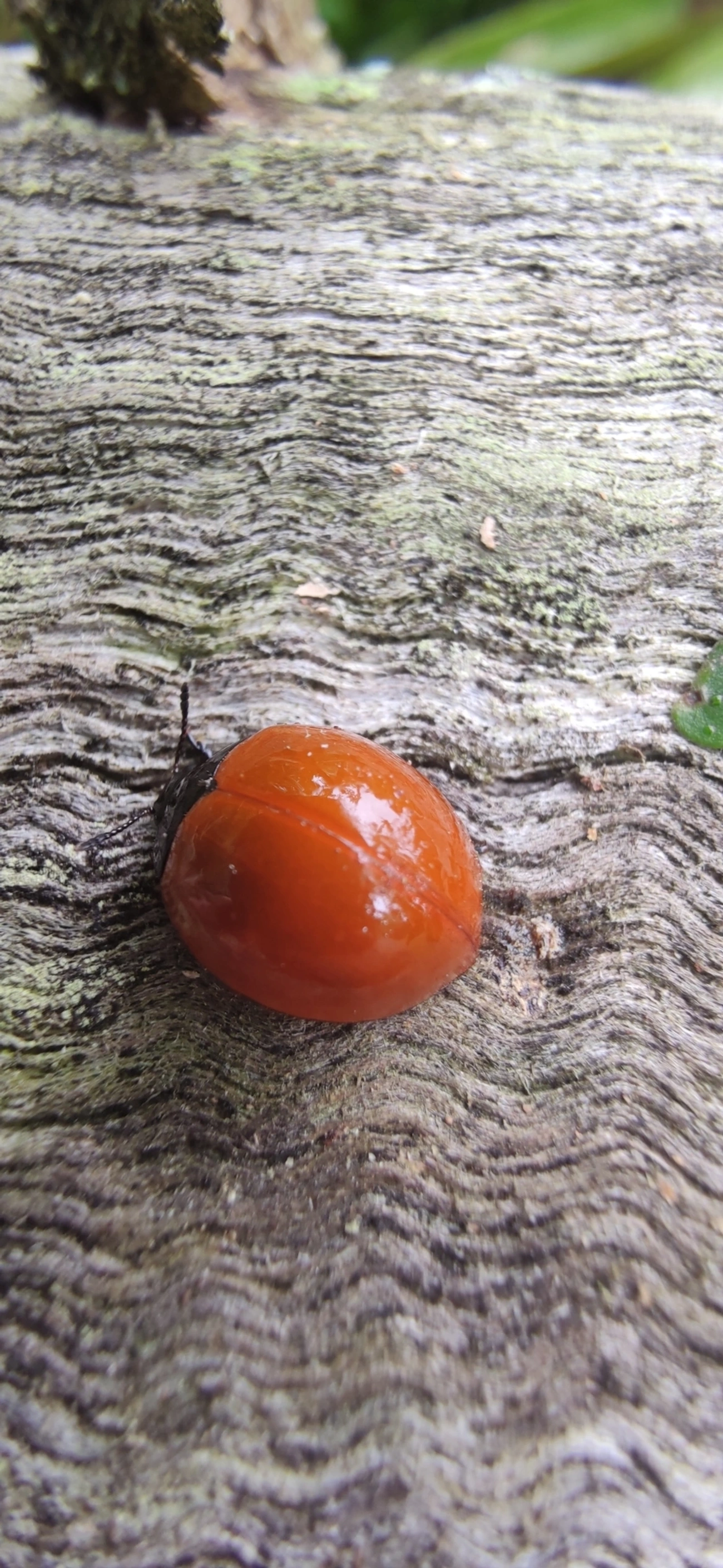Aegithus, insetos, fotografado em Maresias, São Sebastião