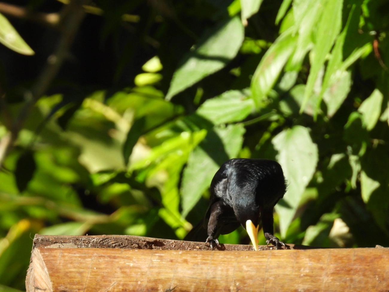 Guaxe (Cacicus haemorrhous), aves, fotografado em Resende