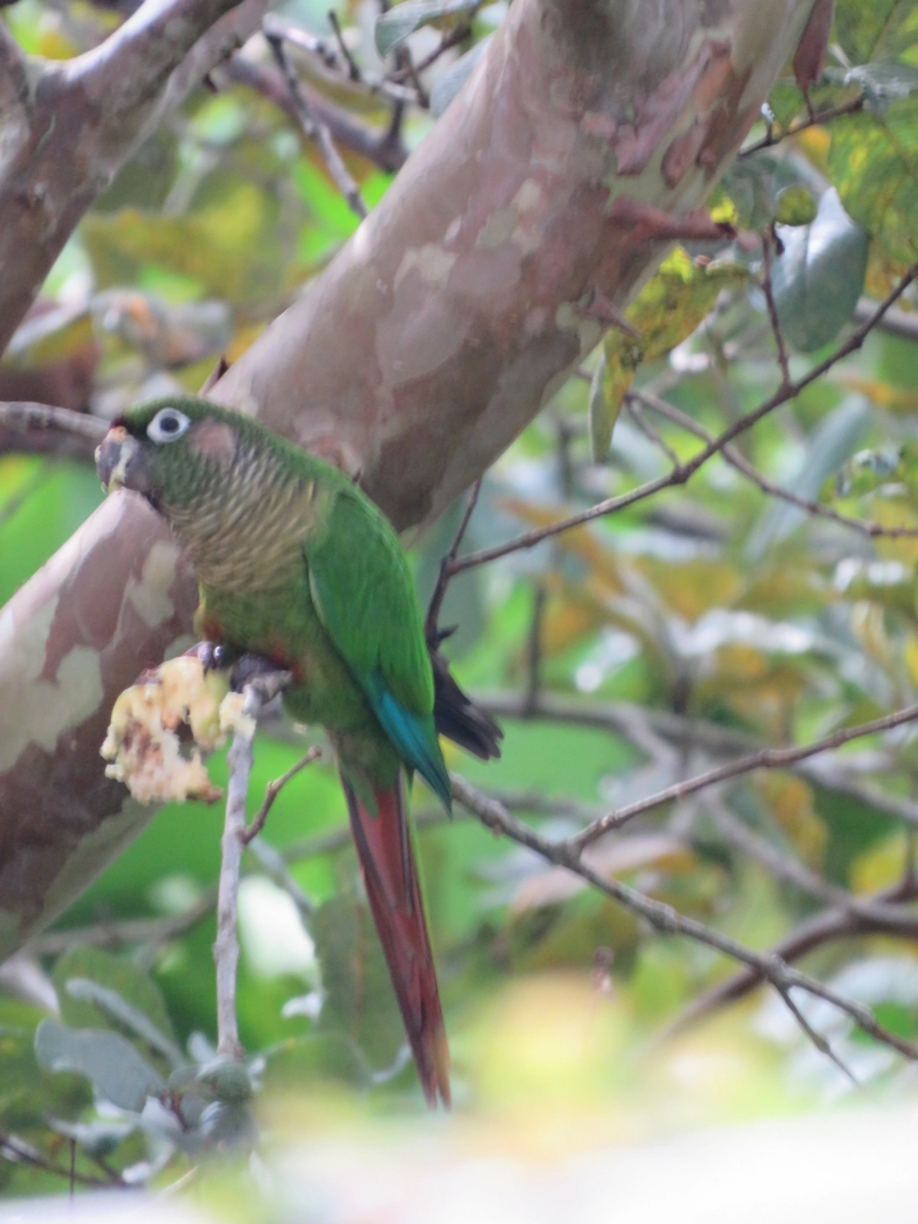 Tiriba-de-testa-vermelha (Pyrrhura frontalis), aves, fotografado em Maresias, São Sebastião