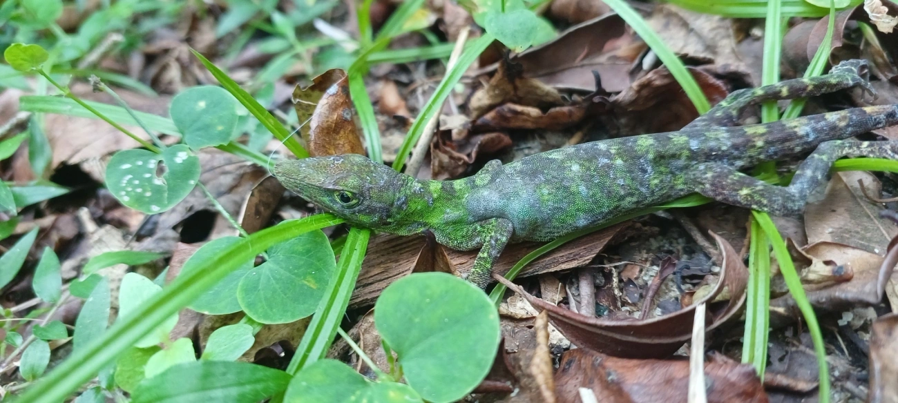 Lagarto papa-vento (Anolis punctatus), répteis, fotografado em Maresias, São Sebastião
