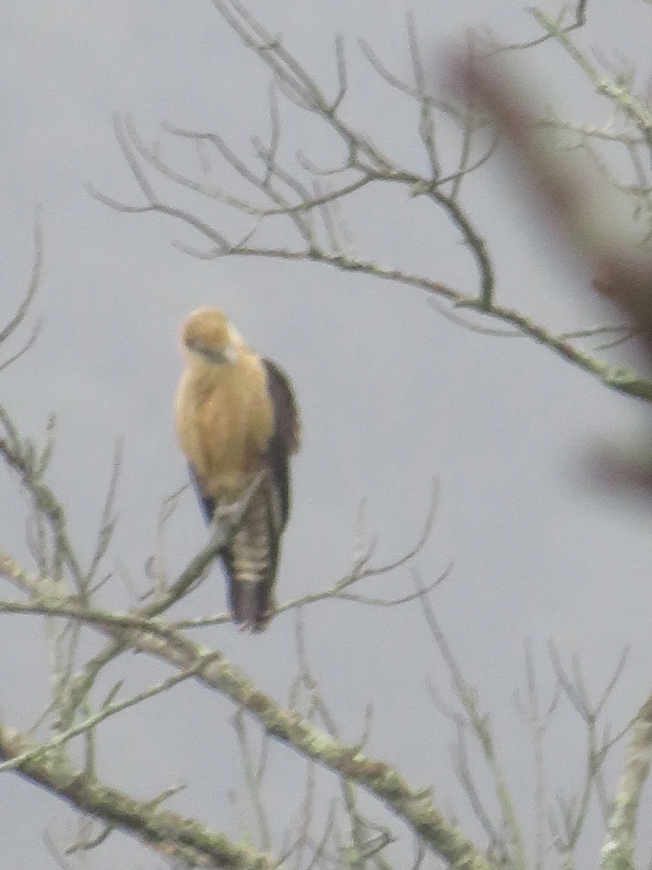 Carrapateiro (Daptrius chimachima), aves, fotografado em Maresias, São Sebastião