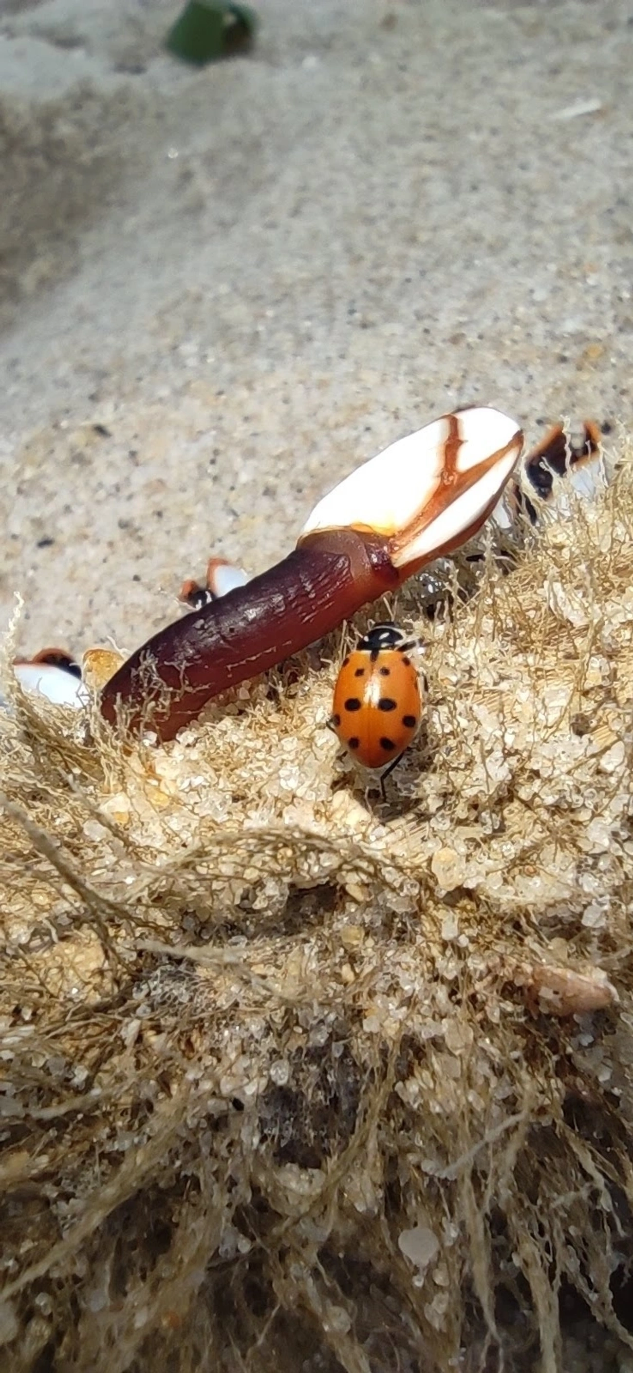 Craca-de-pescoço (Lepas anserifera), crustáceos, fotografado em Maresias, São Sebastião