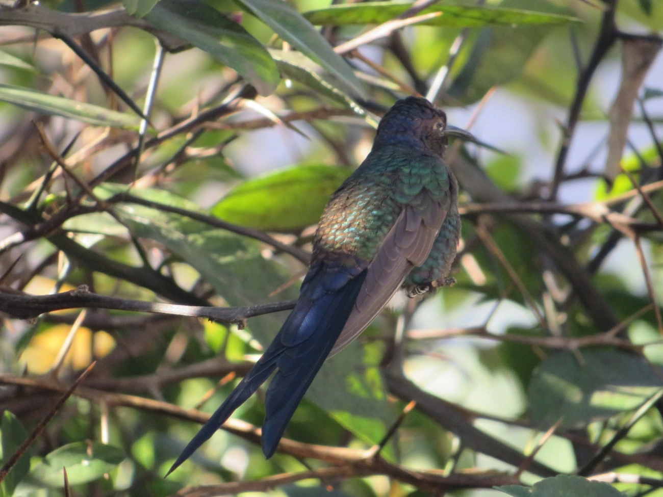 Beija-flor-tesoura (Eupetomena macroura), aves, fotografado em Indaiá, Caraguatatuba