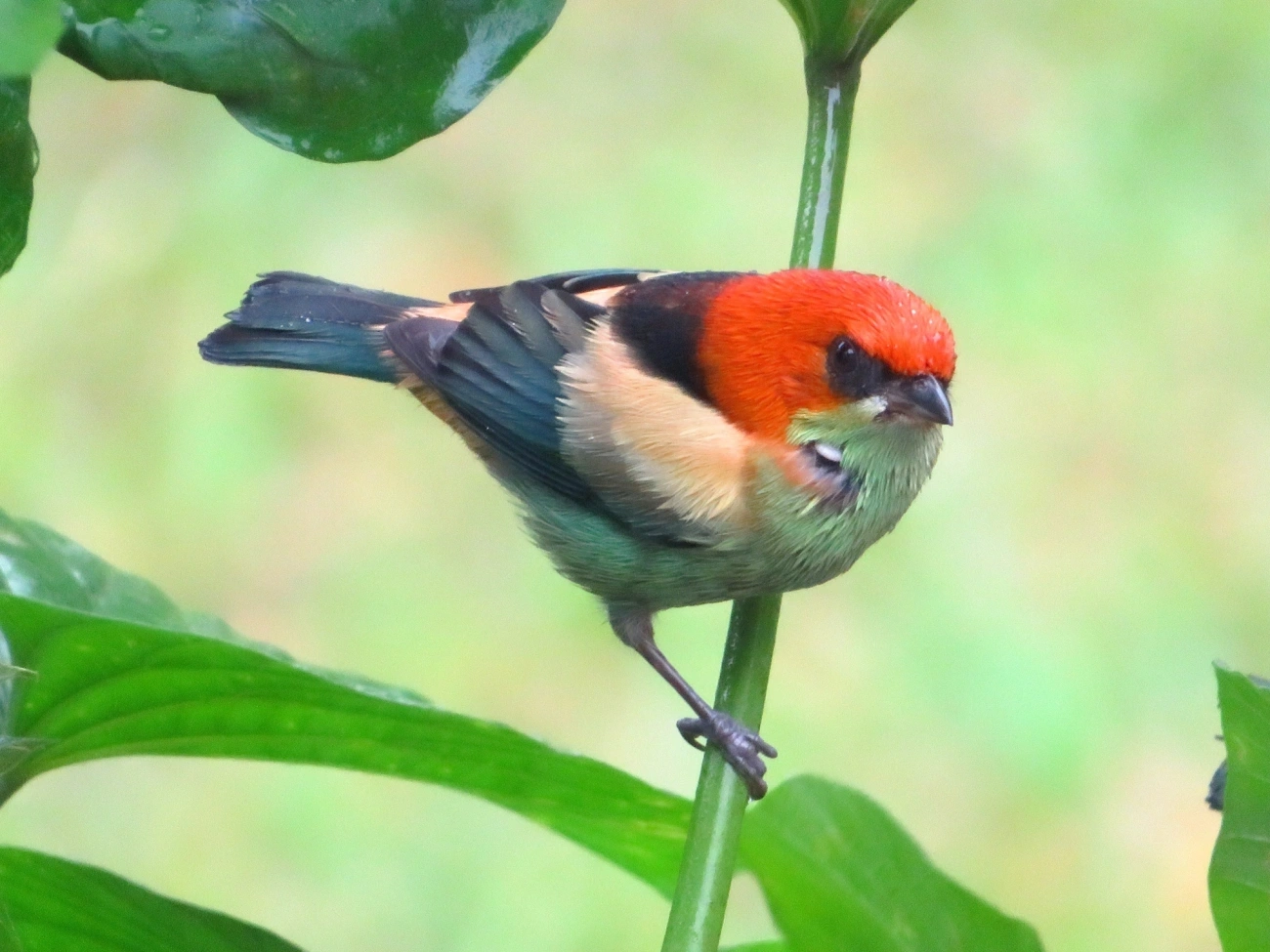 Saíra-sapucaia (Stilpnia peruviana), aves, fotografado em São Sebastião