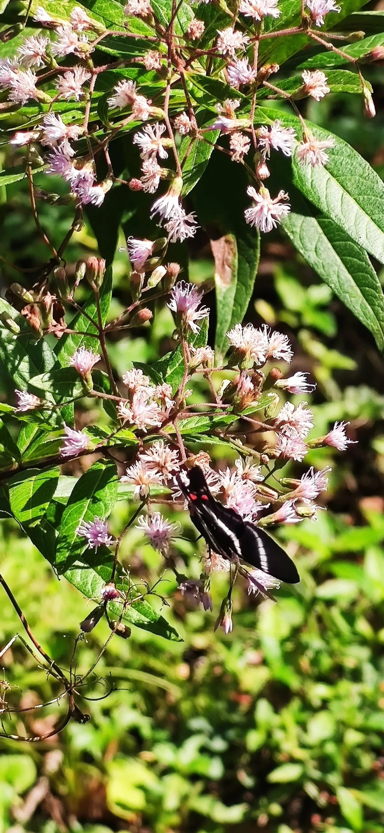 Metálica-de-cauda-longa (Rhetus arcius), insetos, fotografado em Maresias, São Sebastião