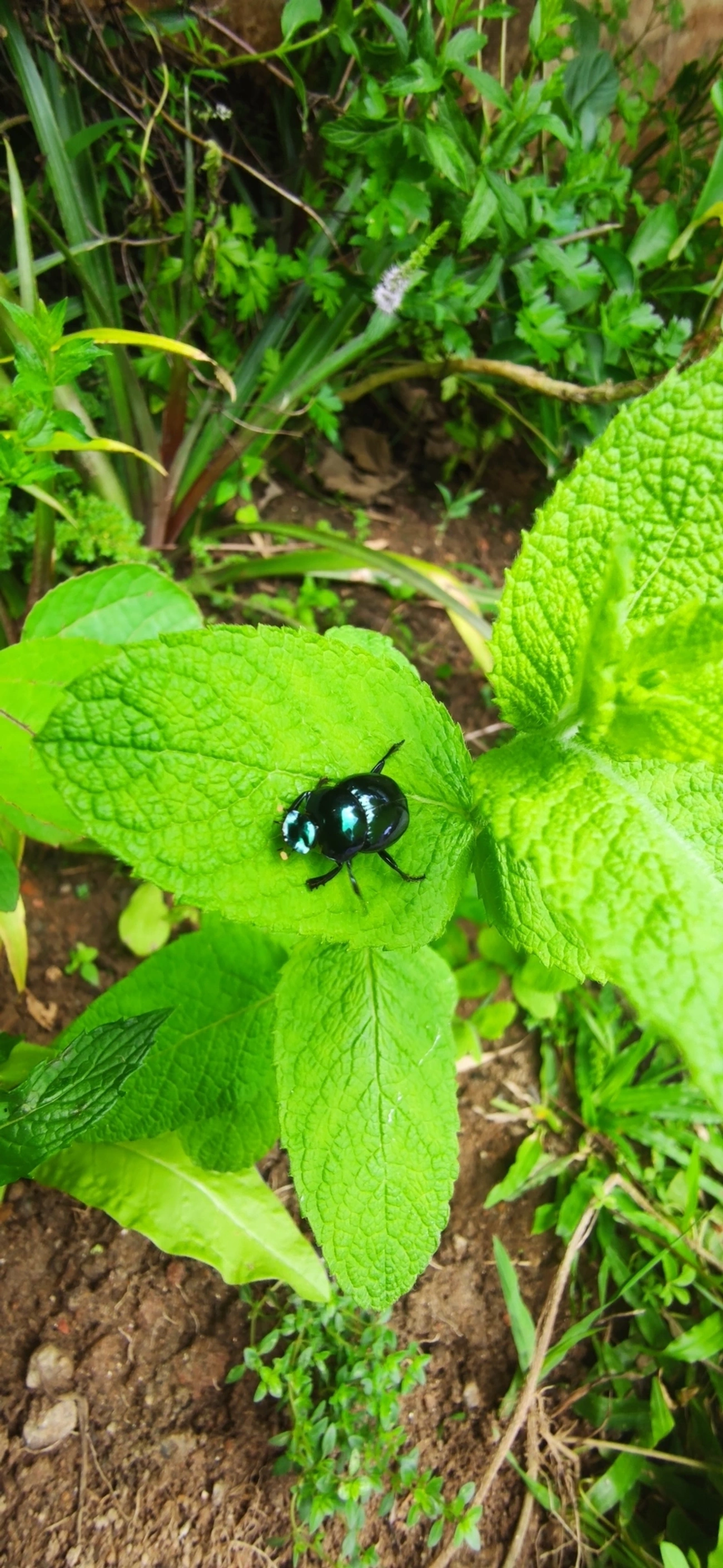 Besouro-rola-bosta (Canthon rutilans), insetos, fotografado em Maresias, São Sebastião