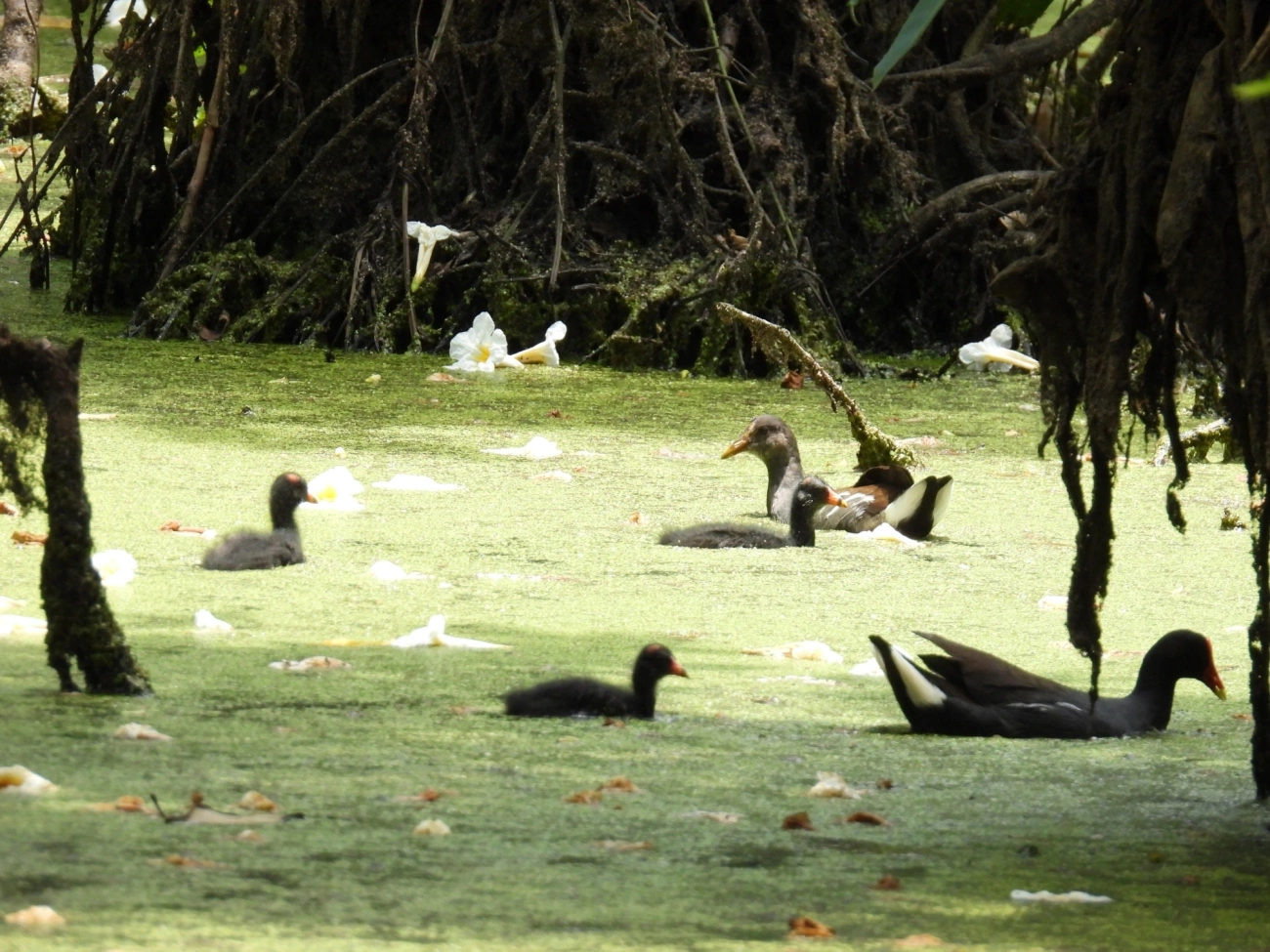 Frango-d'água-comum (Gallinula galeata), aves, fotografado em Maresias, São Sebastião
