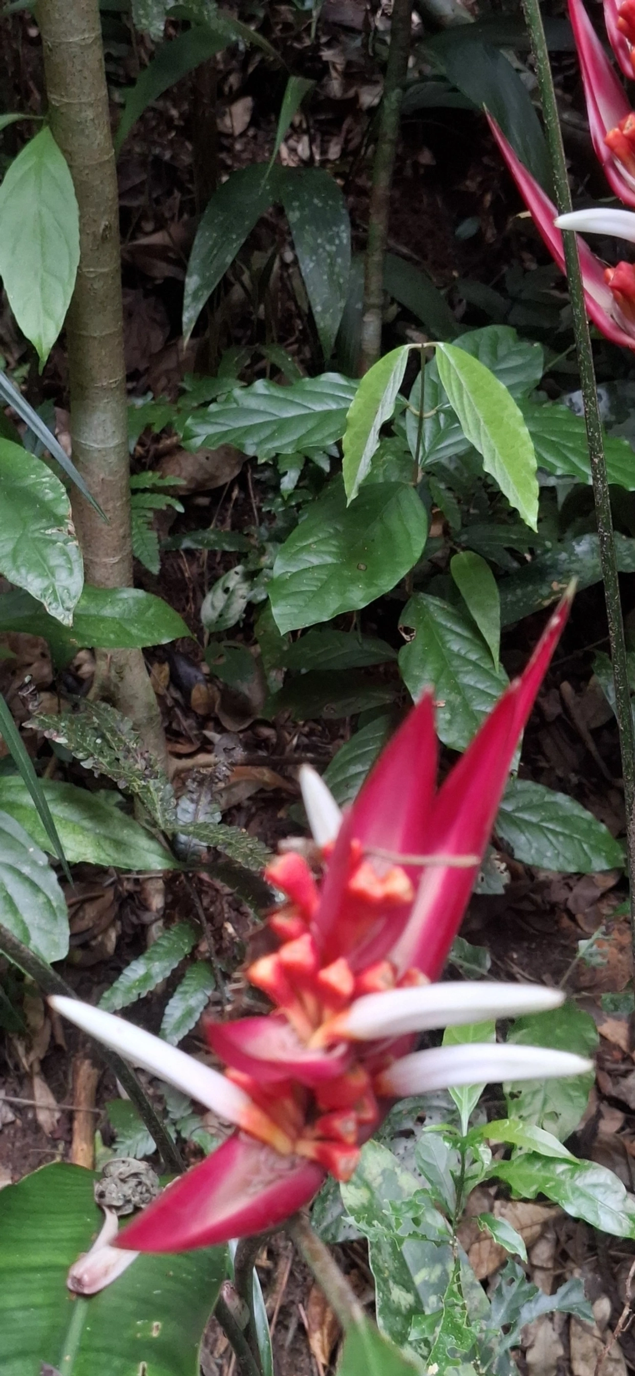 Bico-de-guará (Heliconia angusta), plantas, fotografado em Enxovas, Ilhabela