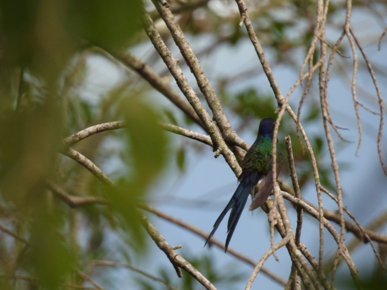 Beija-flor-tesoura (Eupetomena macroura), aves, fotografado em Perequê, Ilhabela