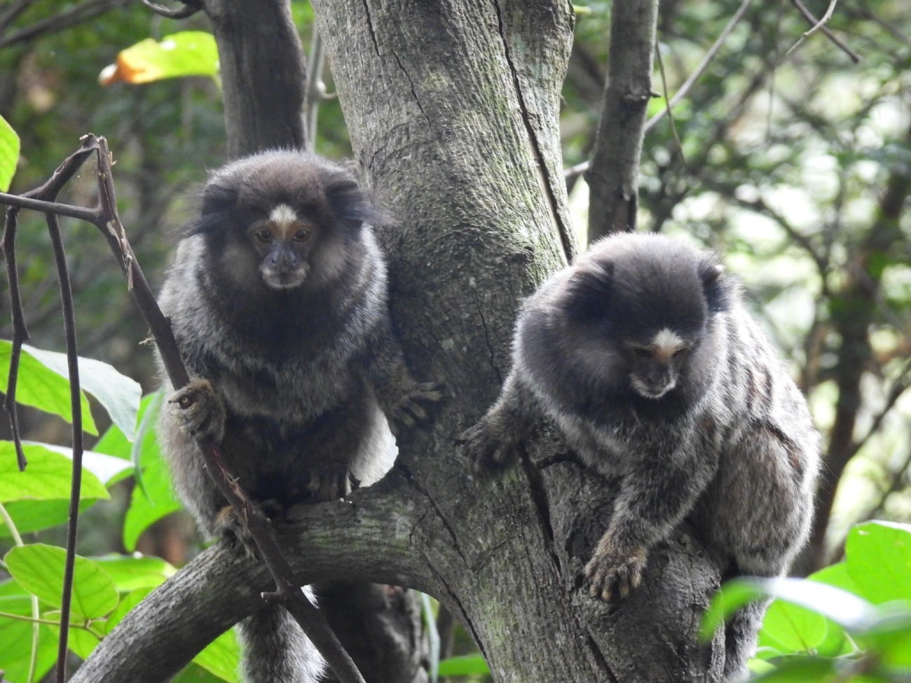 Mico-estrela (Callithrix penicillata), mamíferos, fotografado em Bragança Paulista