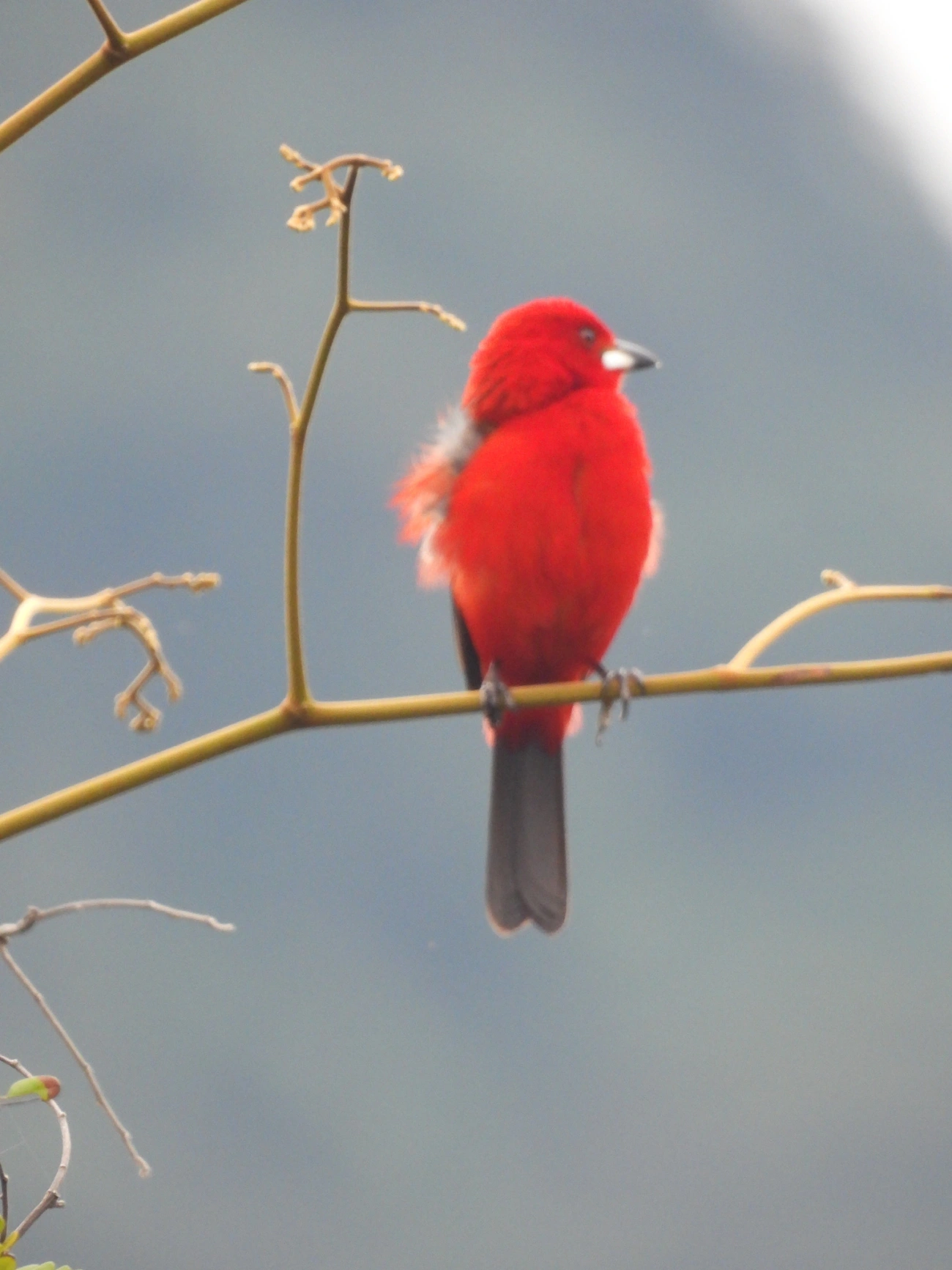 Tiê-sangue (Ramphocelus bresilius), aves, fotografado em Maresias, São Sebastião