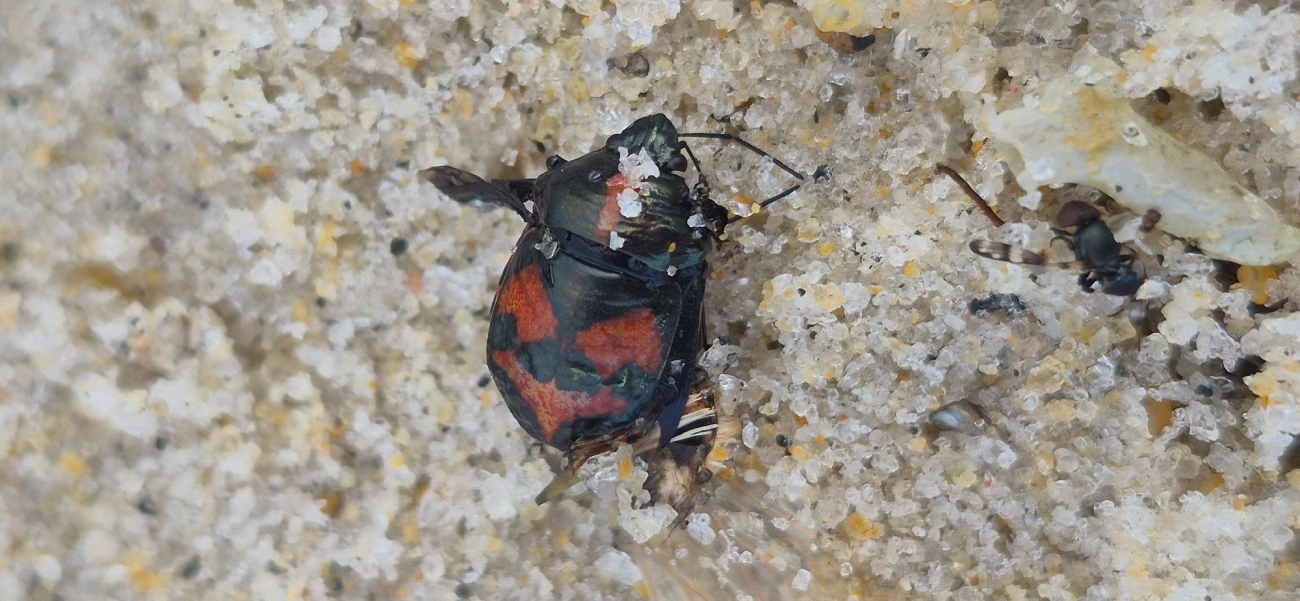 Augocoris illustris, insetos, fotografado em Maresias, São Sebastião