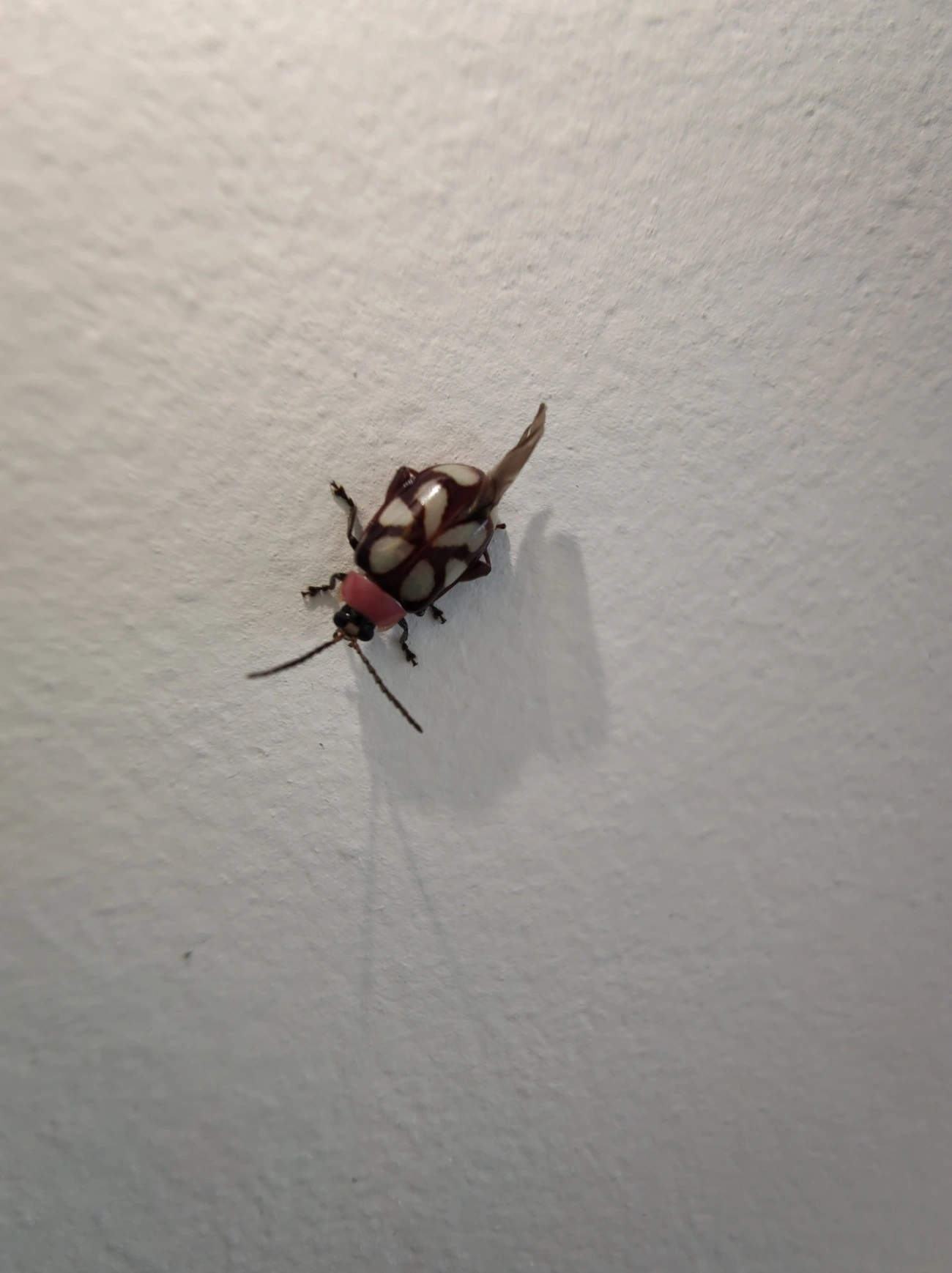Besouro-pulga-de-faixas-oblíquas (Omophoita albicollis), insetos, fotografado em Maresias, São Sebastião