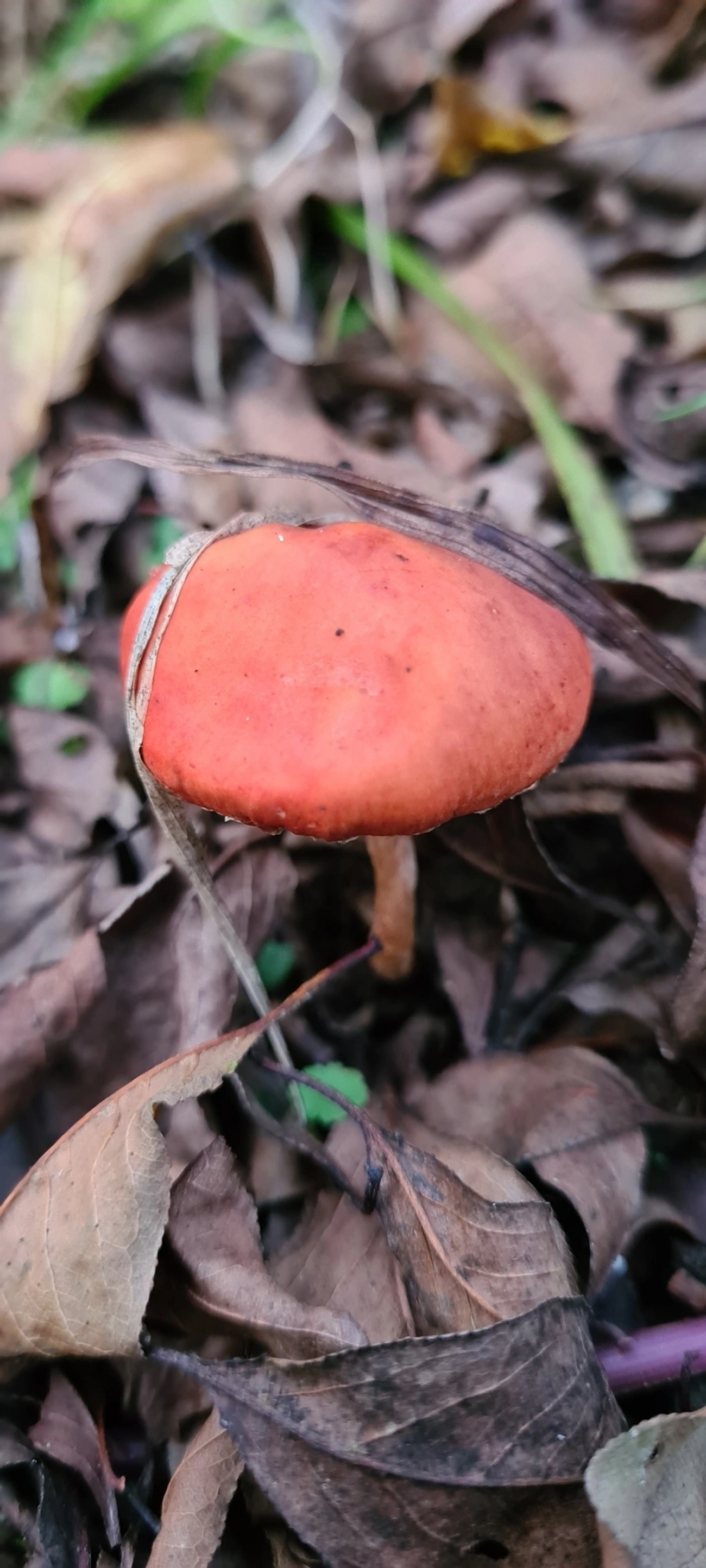 Chapéu-redondo vermelho (Leratiomyces ceres), fungos, fotografado em Campos do Jordão