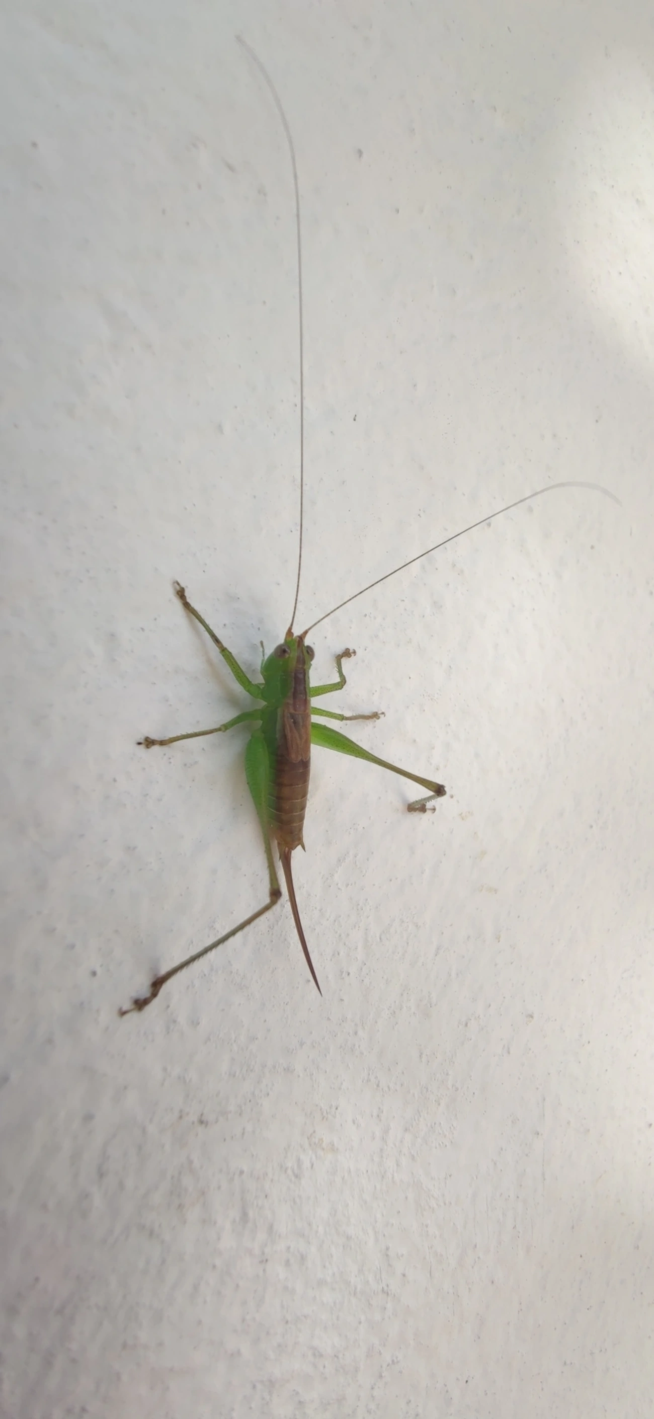 Conocephalus, insetos, fotografado em Maresias, São Sebastião