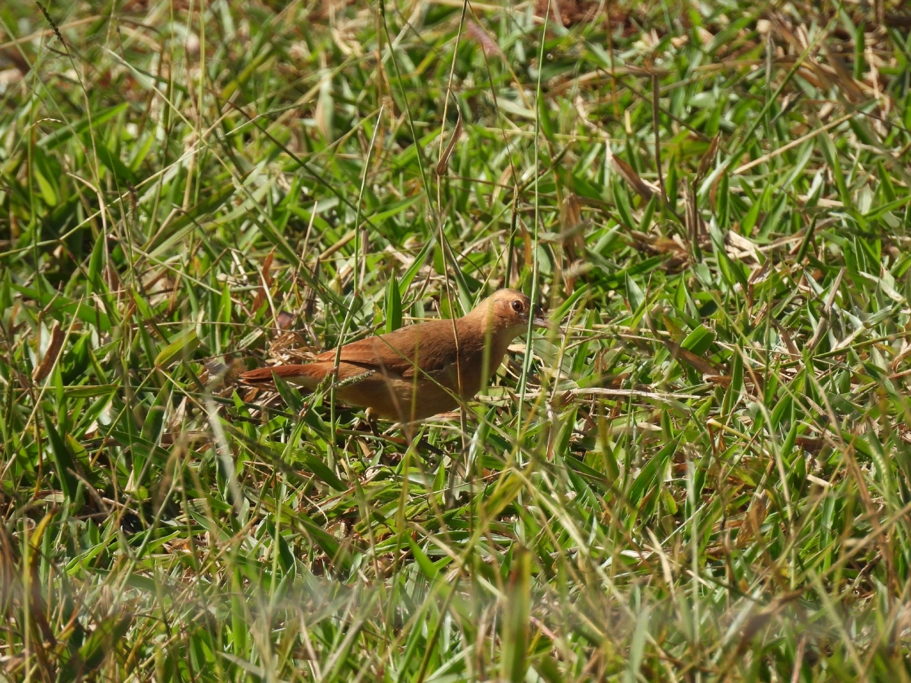 João-de-barro (Furnarius rufus), aves, fotografado em Rua Coronel João Leme, Bragança Paulista