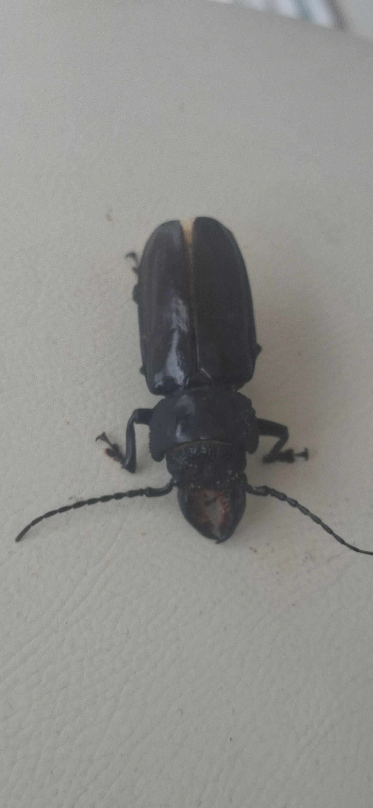 Mallodon, insetos, fotografado em Maresias, São Sebastião
