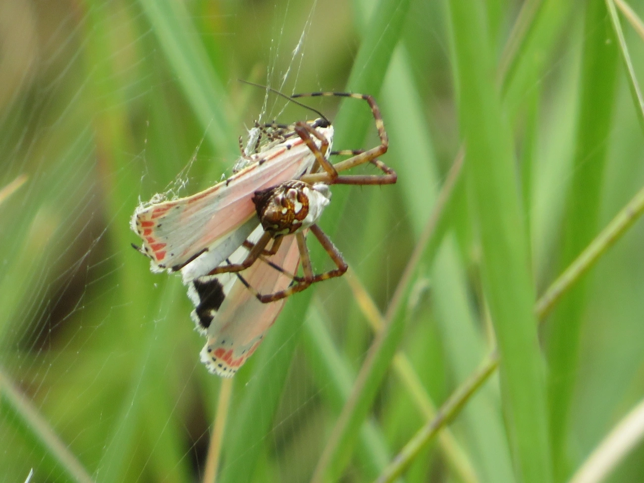 Mariposa-Ornatrix (Utetheisa ornatrix), insetos, fotografado em Maresias, São Sebastião