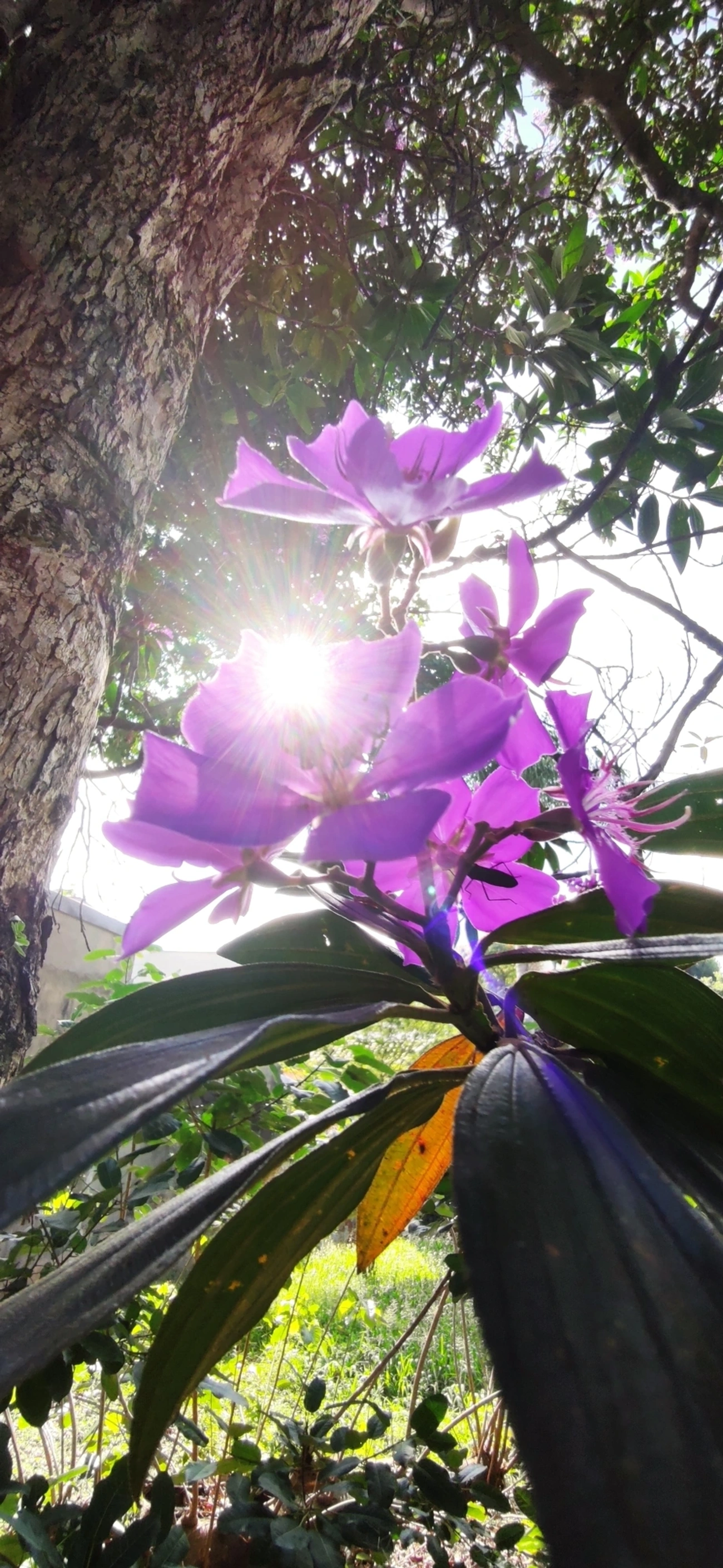 Quaresmeiras (Tibouchina), plantas, fotografado em Vila Santo Estevão, São Paulo