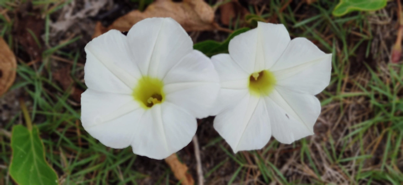 Campainha-branca (Ipomoea imperati), plantas, fotografado em Caraguatatuba