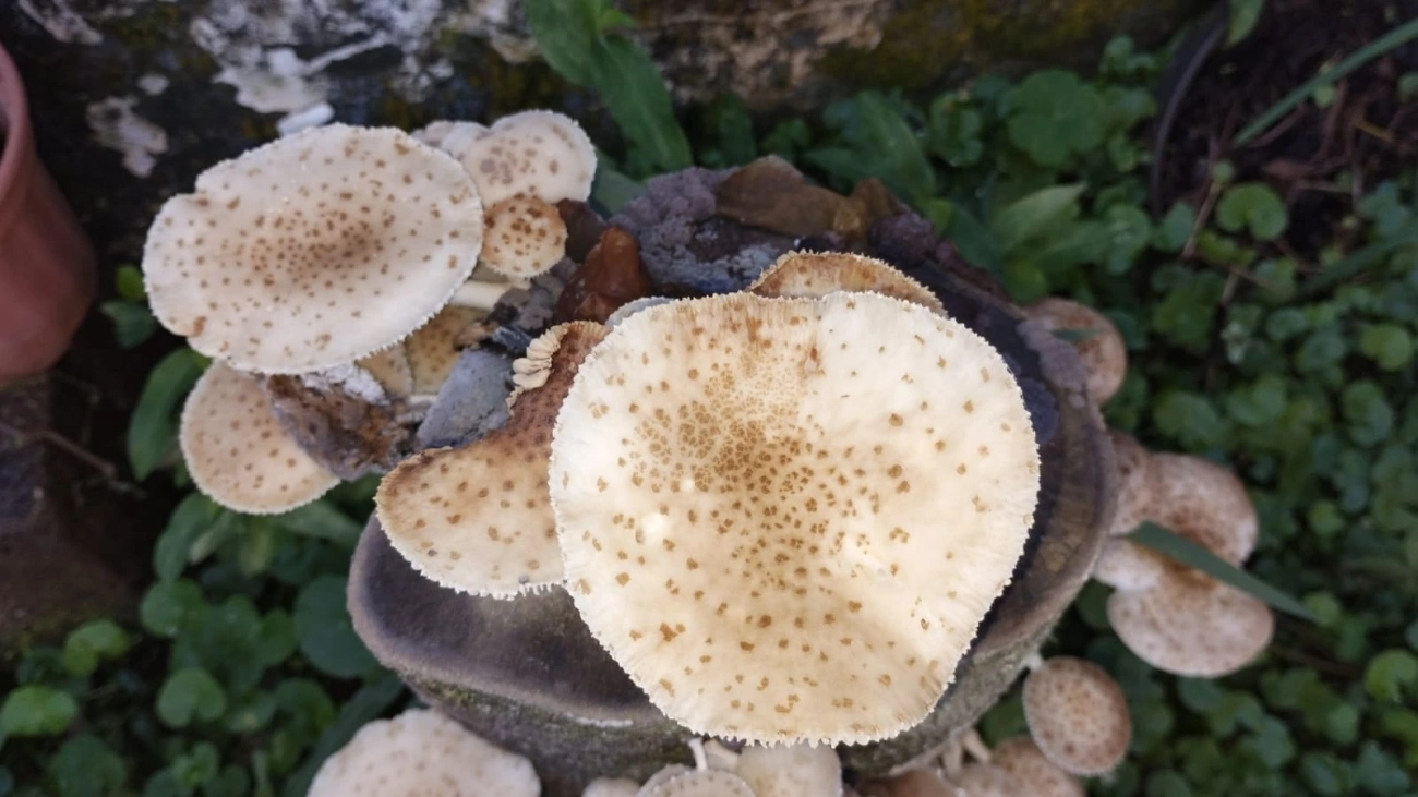 Cogumelo-de-coco (Oudemansiella cubensis), fungos, fotografado em Maresias, São Sebastião