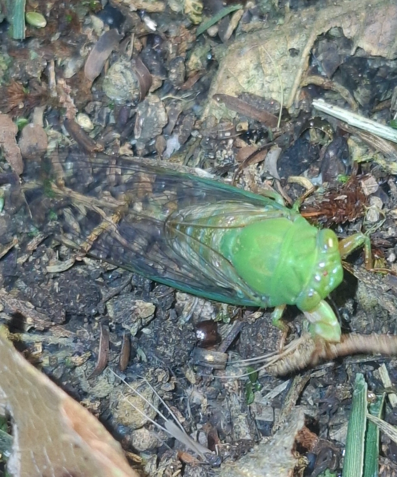Carineta spoliata, insetos, fotografado em Queluz