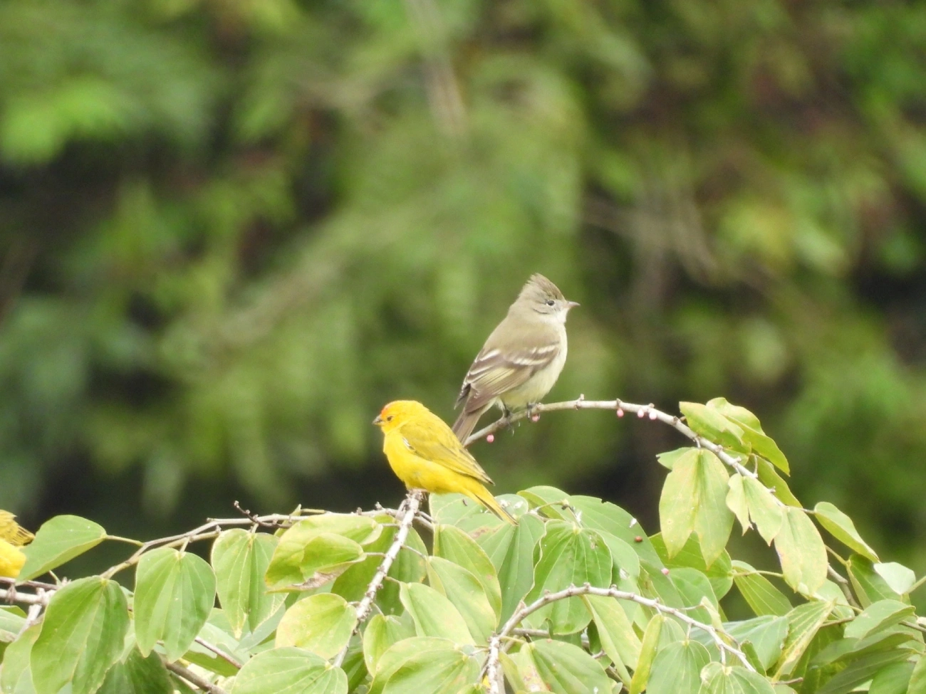 Guaracava-de-barriga-amarela (Elaenia flavogaster), aves, fotografado em Catuçaba, São Luíz do Paraitinga