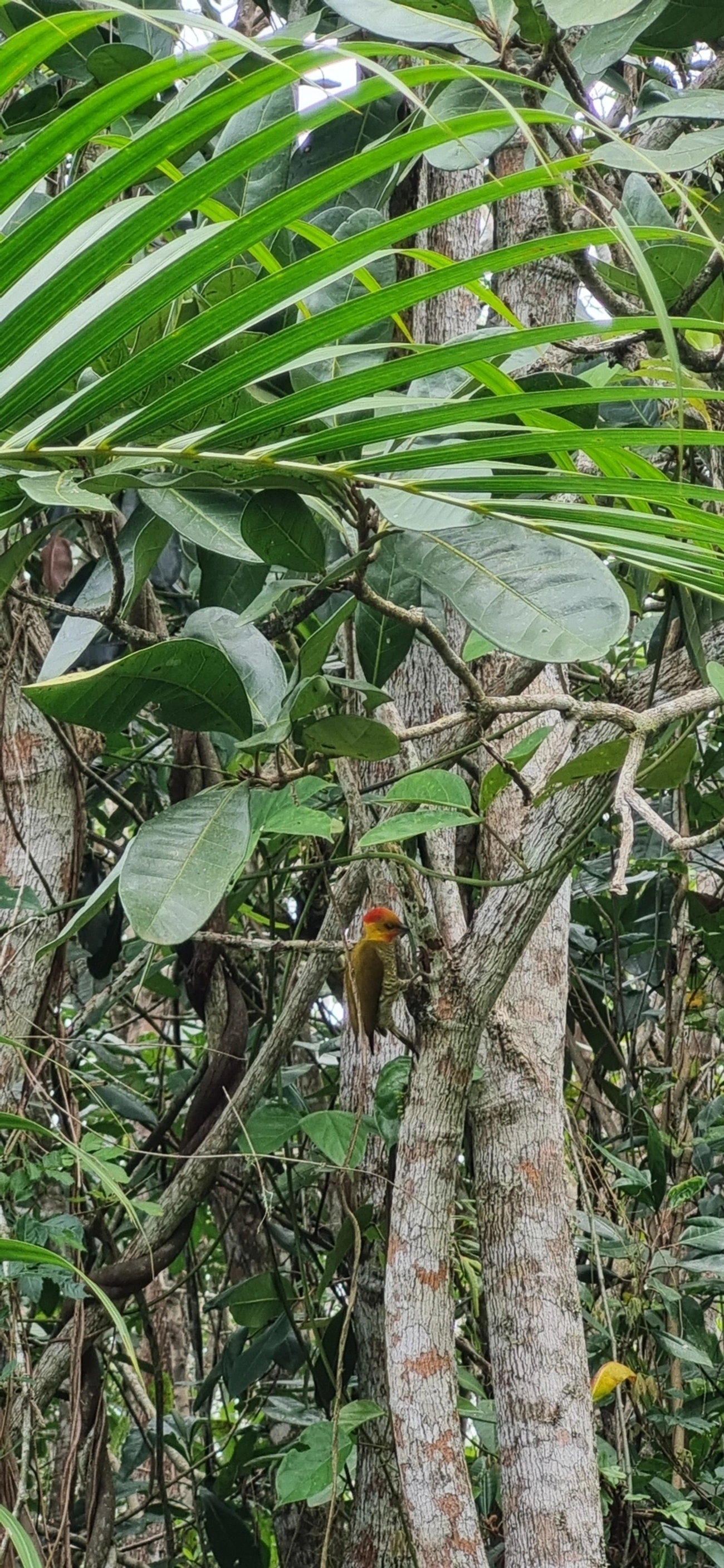 Pica-pau-bufador (Piculus flavigula), aves, fotografado em Maresias, São Sebastião