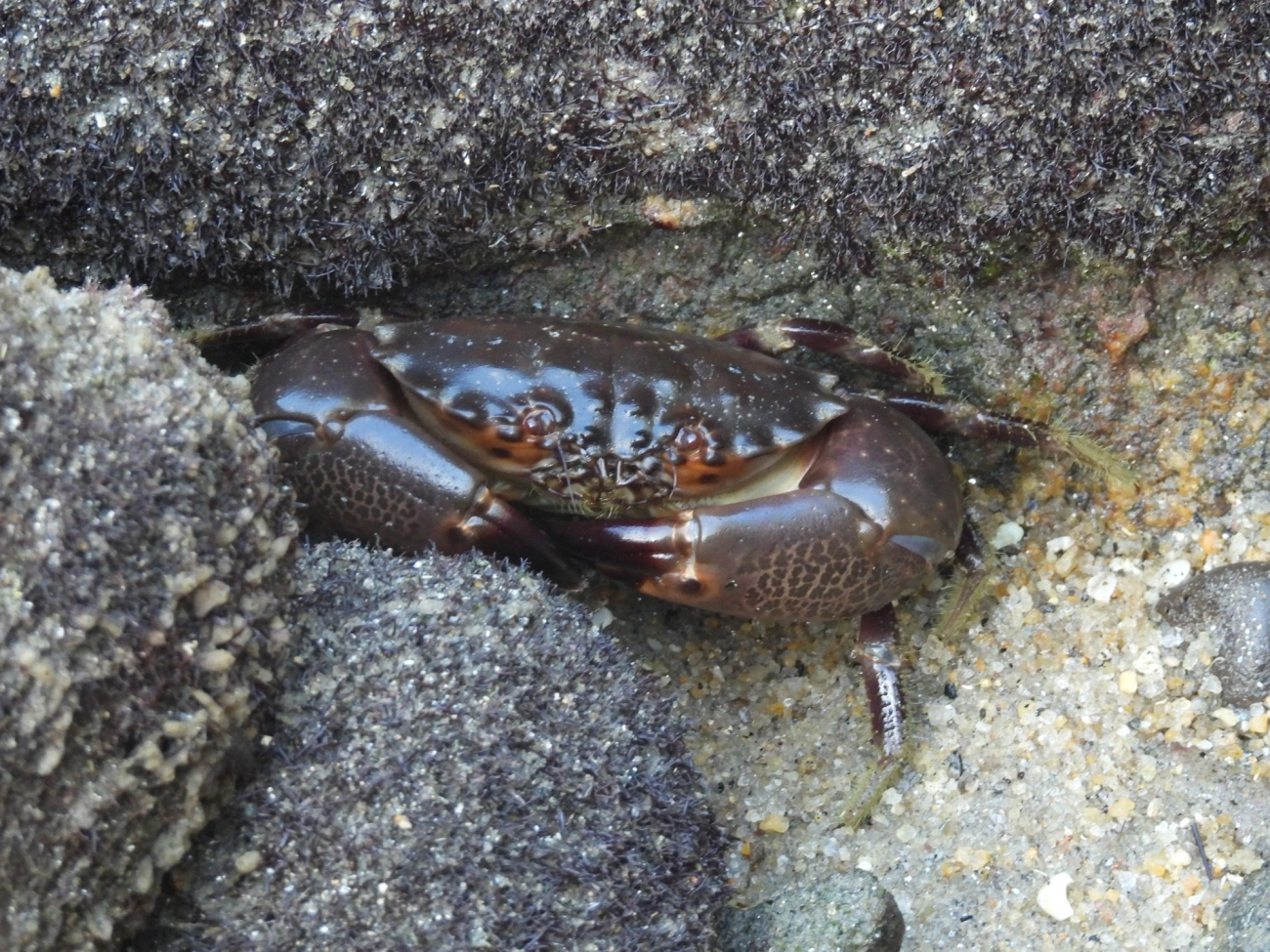 Guaiá-açu (Menippe nodifrons), crustáceos, fotografado em Maresias, São Sebastião
