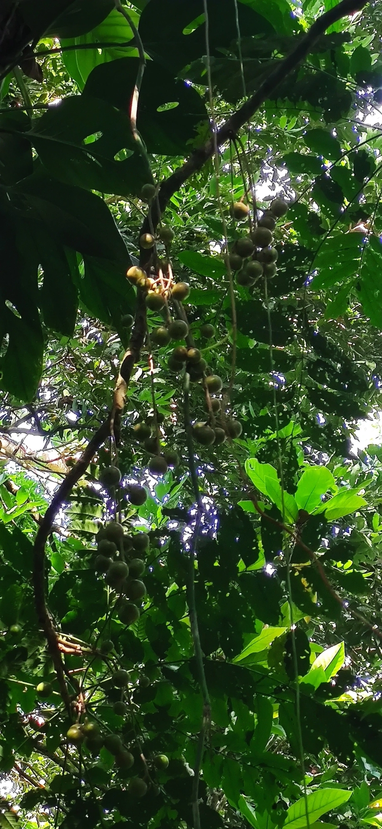 Lecythidaceae, plantas, fotografado em Prais do Saco, São Sebastião