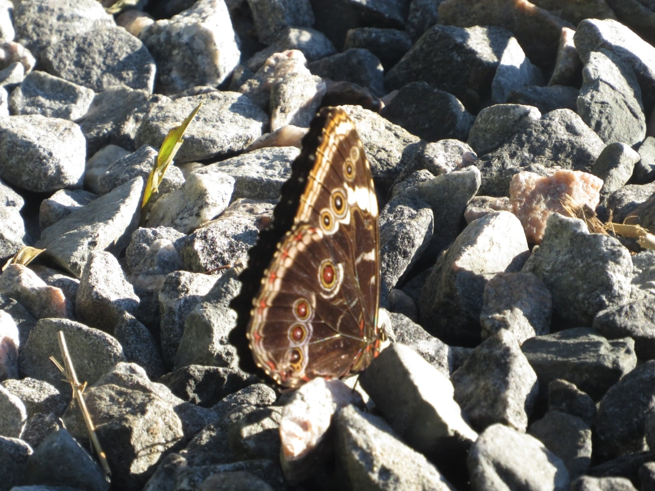 Capitão-do-mato (Morpho helenor), insetos, fotografado em Maresias, São Sebastião