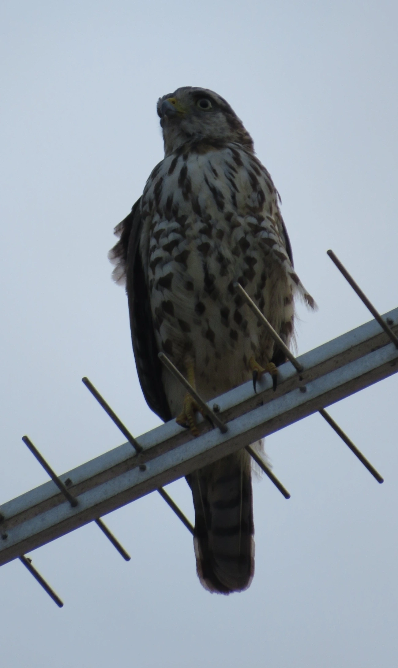 Gavião-carijó (Rupornis magnirostris), aves, fotografado em São Sebastião