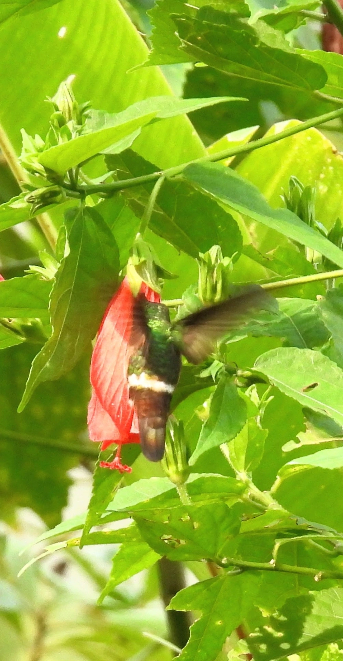 Topetinho-vermelho (Lophornis magnificus), aves, fotografado em Maresias, São Sebastião