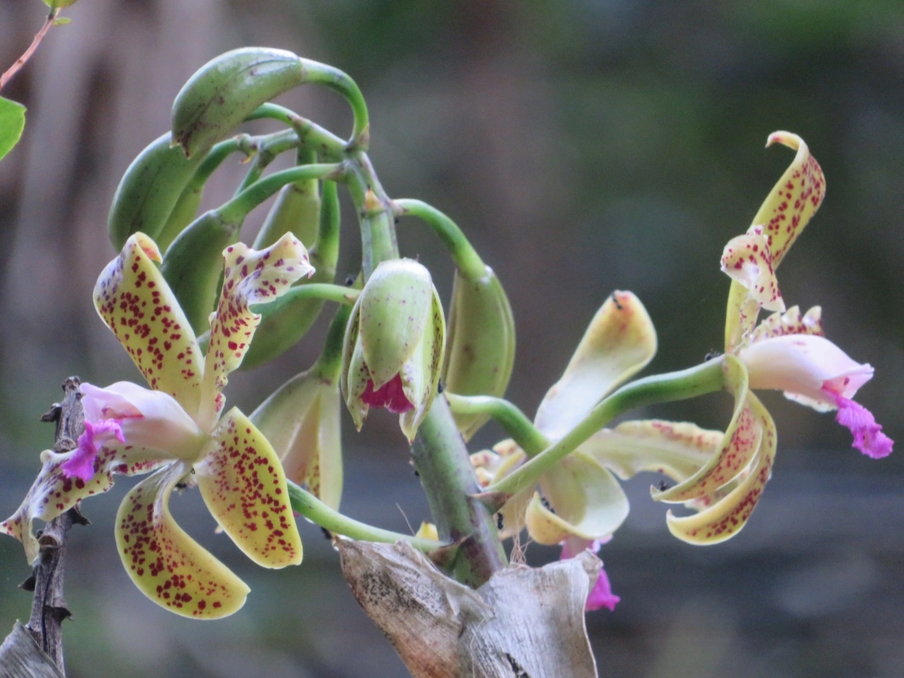 Catleia-gutata (Cattleya guttata), plantas, fotografado em São Sebastião