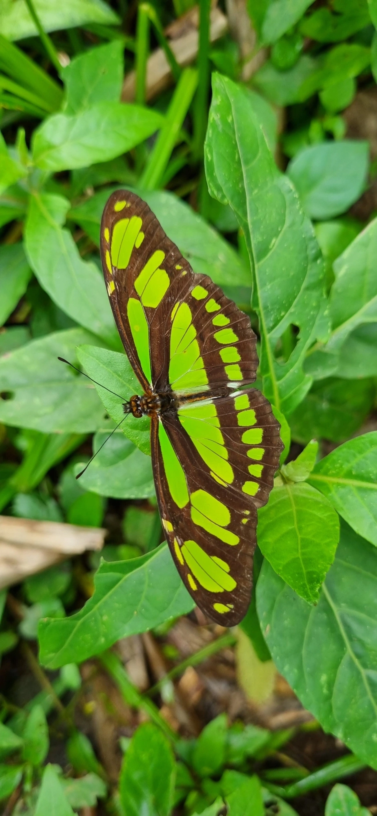 Borboleta-esmeralda (Philaethria wernickei), insetos, fotografado em Paúba, São Sebastião