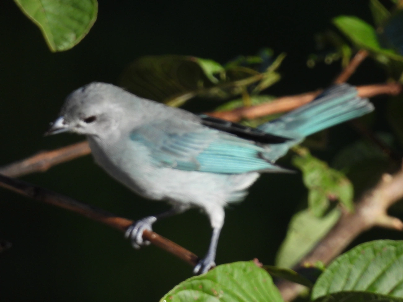 Sanhaço-cinzento (Thraupis sayaca), aves, fotografado em Maresias, São Sebastião