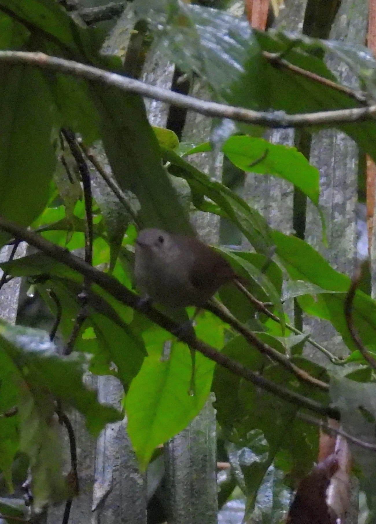 Choquinha-Cinzenta (Myrmotherula unicolor), aves, fotografado em São Sebastião