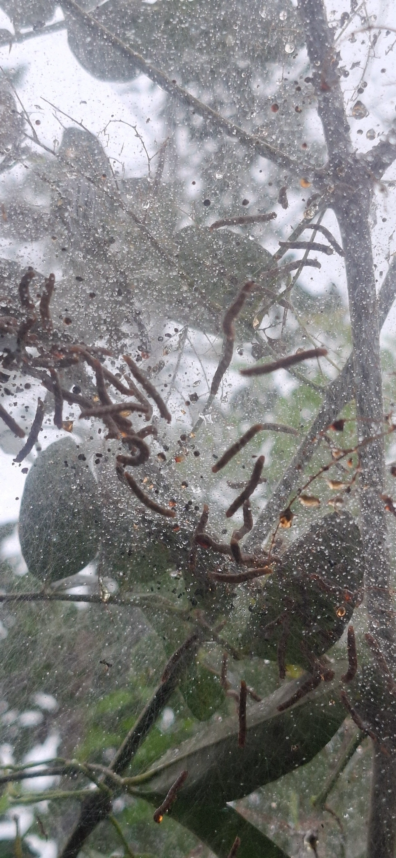 Insetos alados (Pterygota), insetos, fotografado em Maresias, São Sebastião