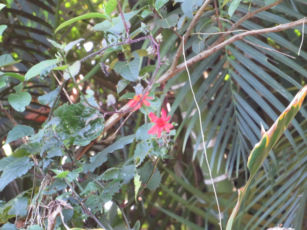 Senécio confuso (Pseudogynoxys chenopodioides), plantas, fotografado em Maresias, São Sebastião