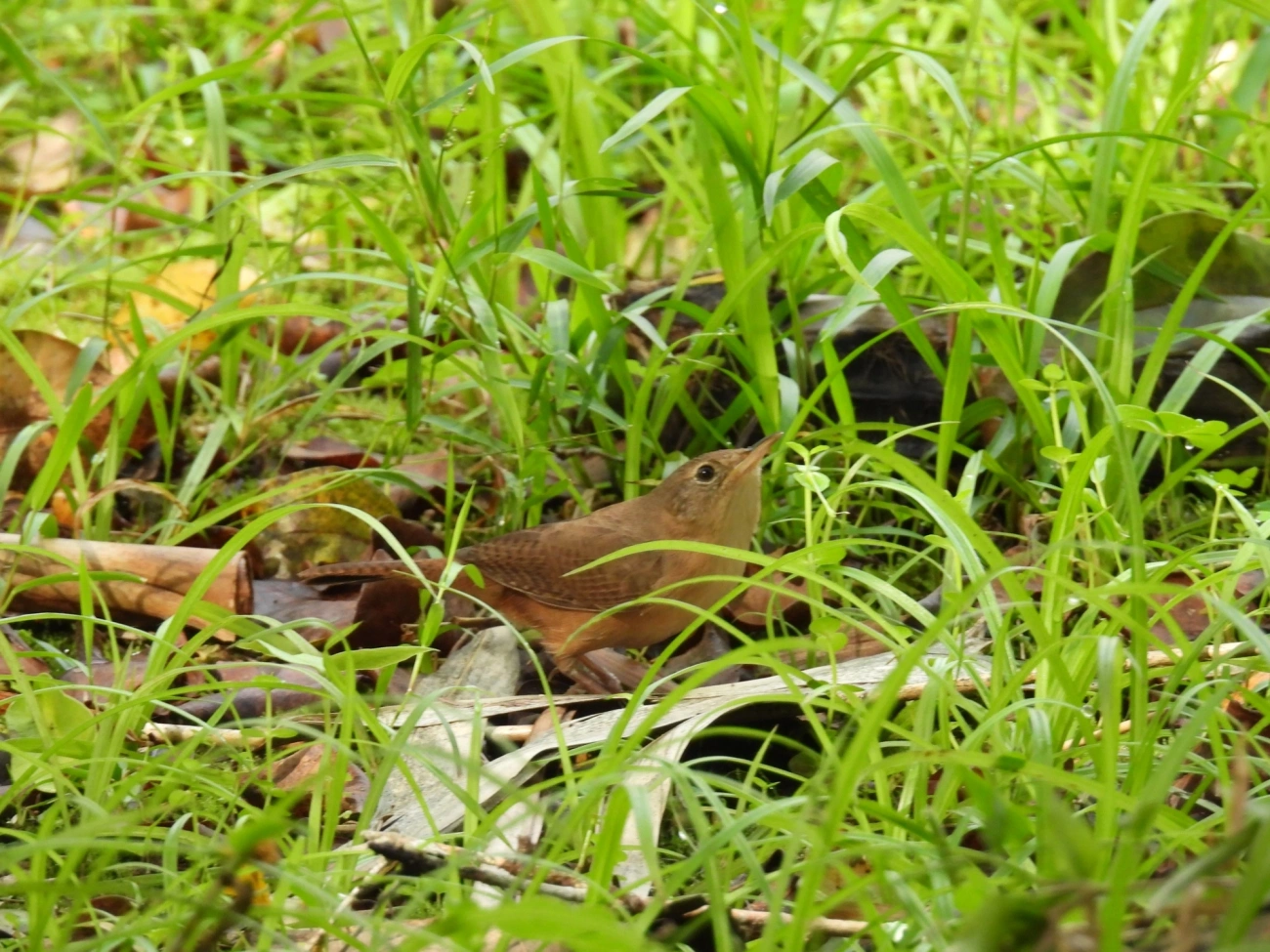 Corruíra (Troglodytes musculus), aves, fotografado em Maresias, São Sebastião