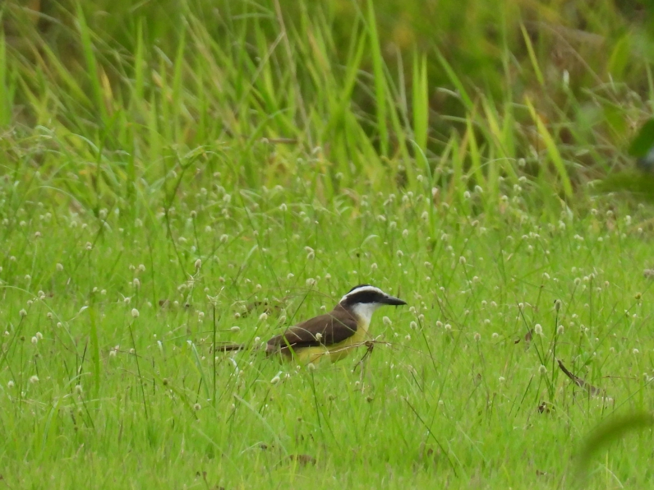 Bem-te-vi (Pitangus sulphuratus), aves, fotografado em Indaiá, Caraguatatuba