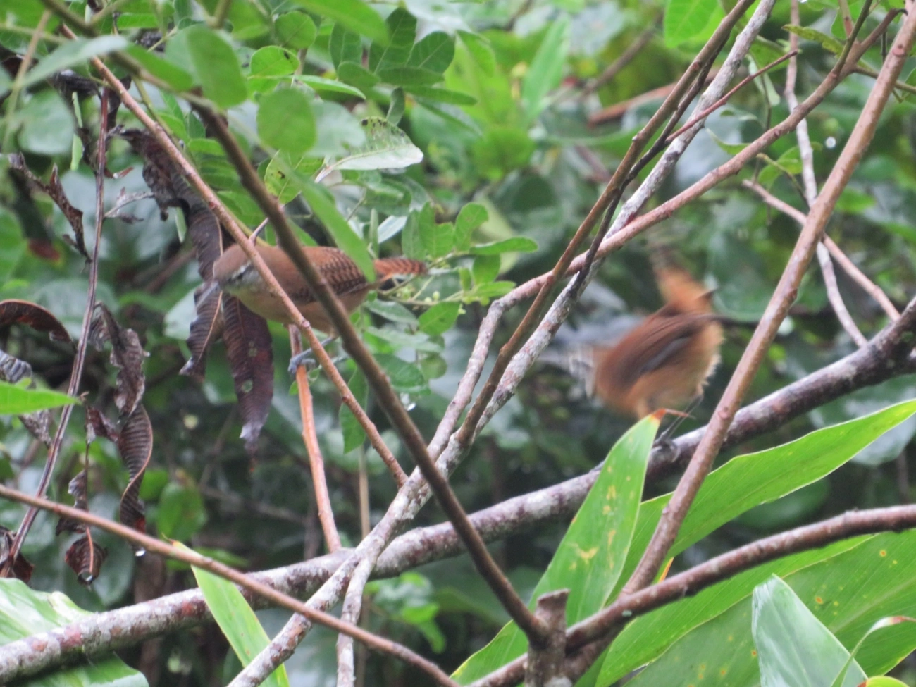 Garrinchão-de-bico-grande (Cantorchilus longirostris), aves, fotografado em Maresias, São Sebastião
