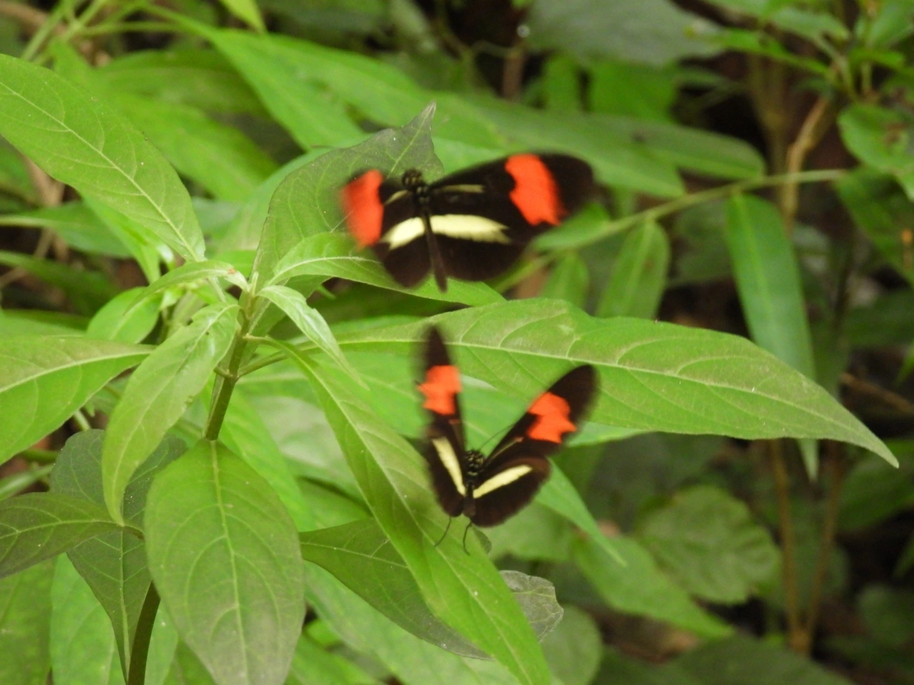 Borboleta-castanha-vermelha (Heliconius erato), insetos, fotografado em Cabreúva