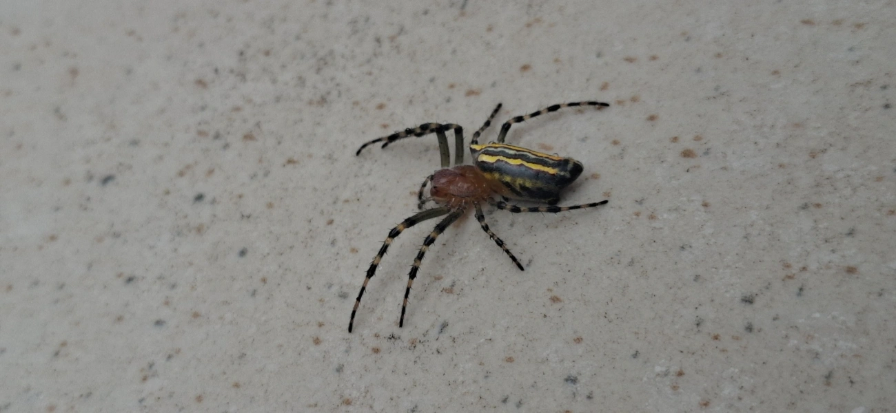 Alpaida navicula, aracnídeos, fotografado em Maresias, São Sebastião