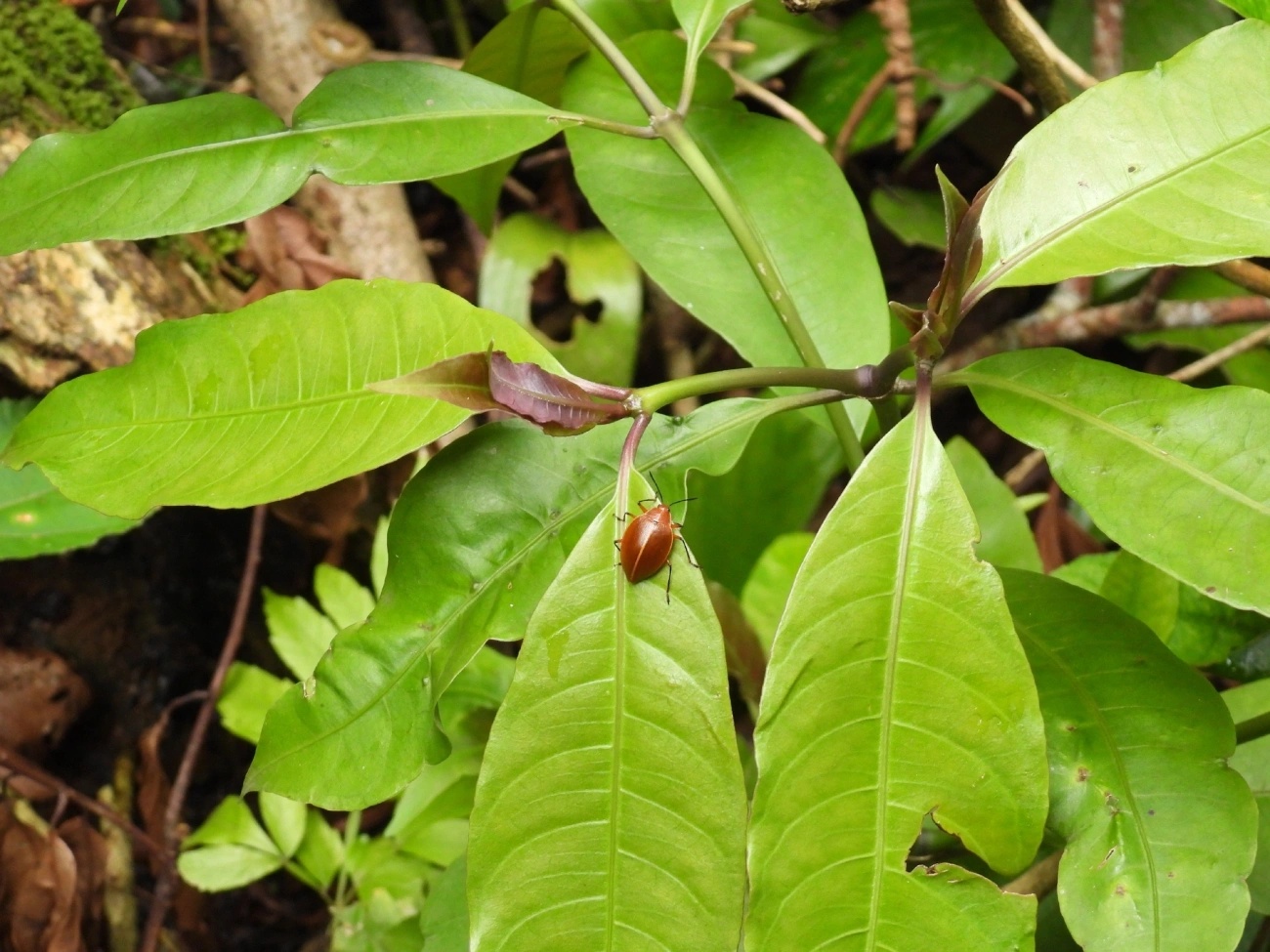 Ellipticus, insetos, fotografado em Maresias, São Sebastião