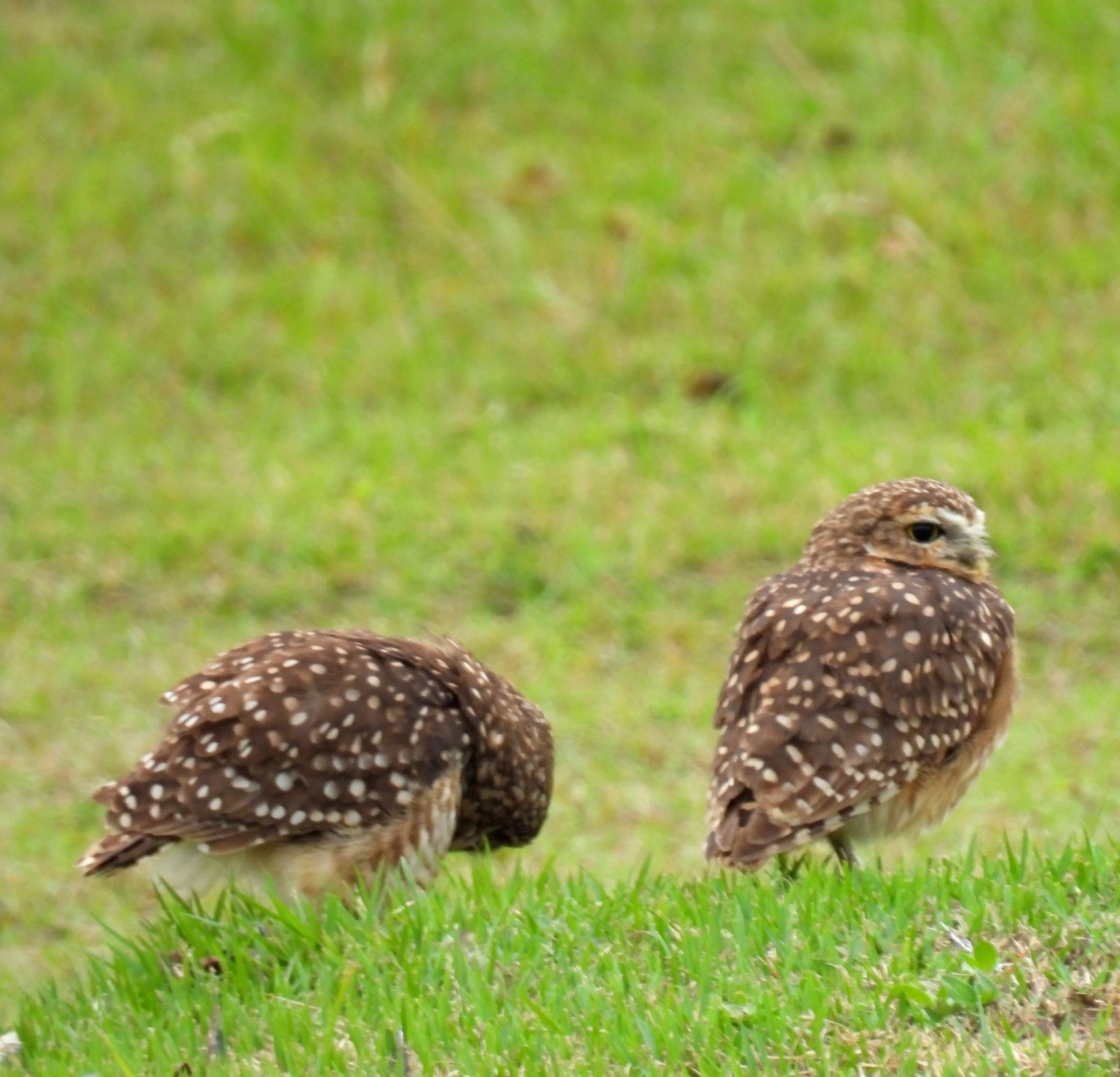 Coruja-buraqueira (Athene cunicularia), aves, fotografado em Praia da Enseada, São Sebastião